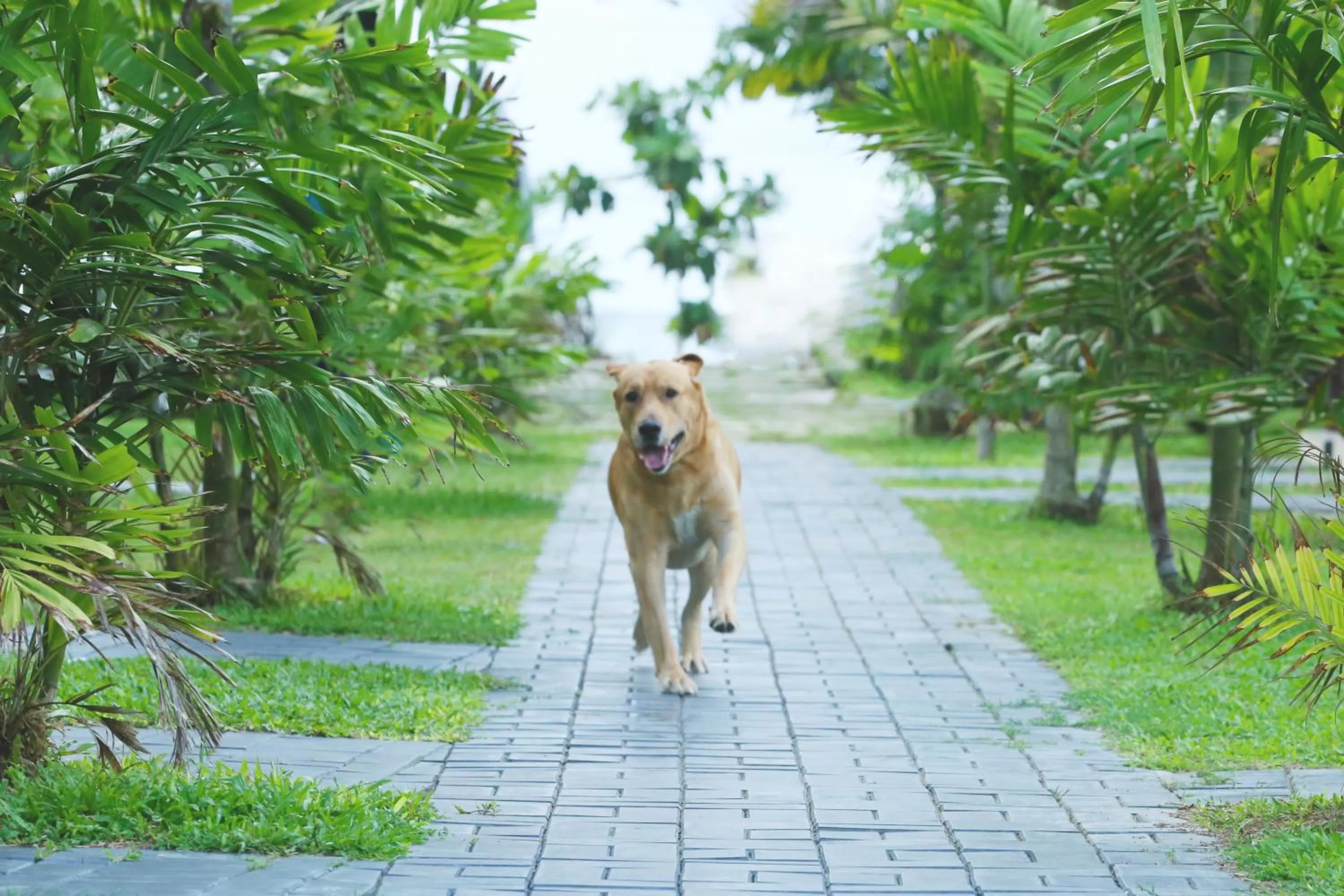 Garden in Kaminrich Cottage