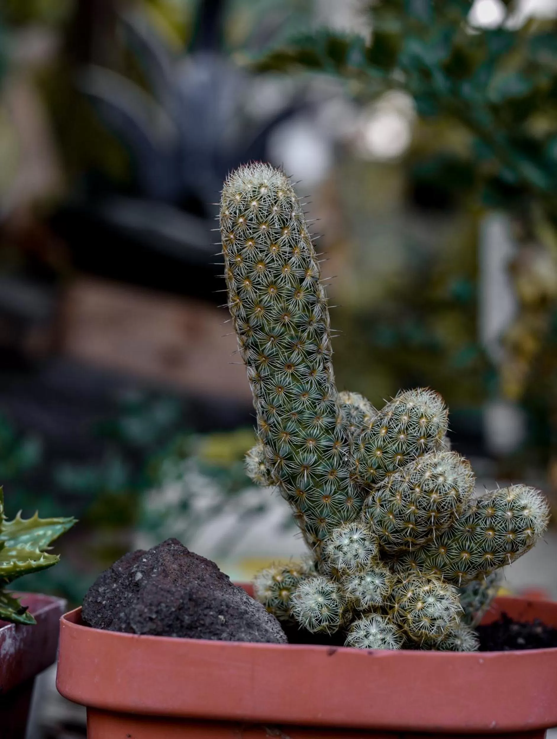 Garden in Hotel Toliman