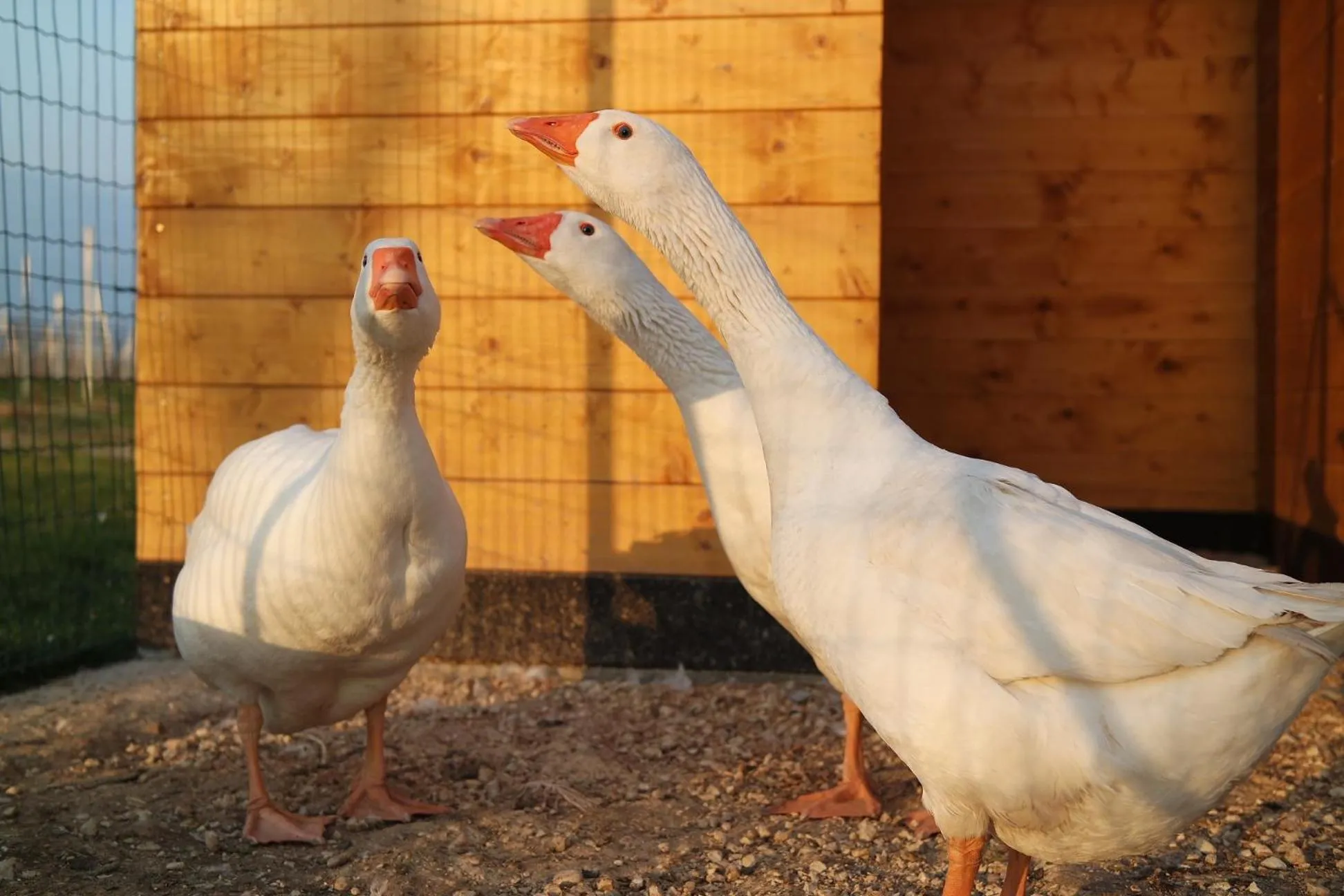 Animals in Fracanzana Hotel