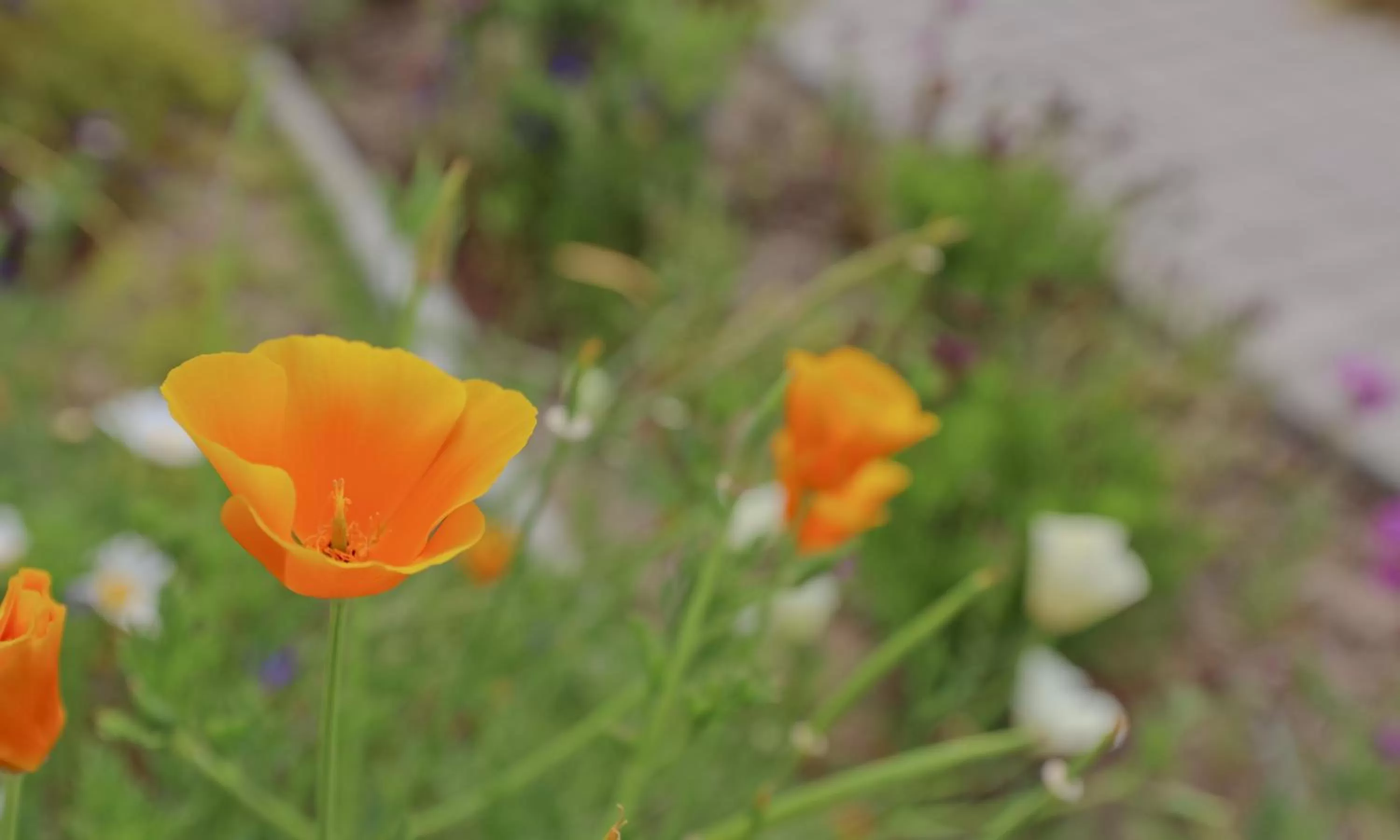 Garden, Other Animals in Hotel Prinzessin Rupprecht