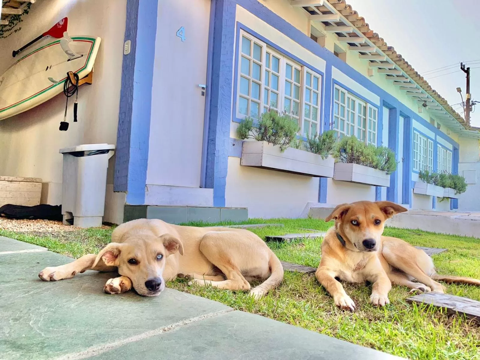 Pets in Pousada Manaaki