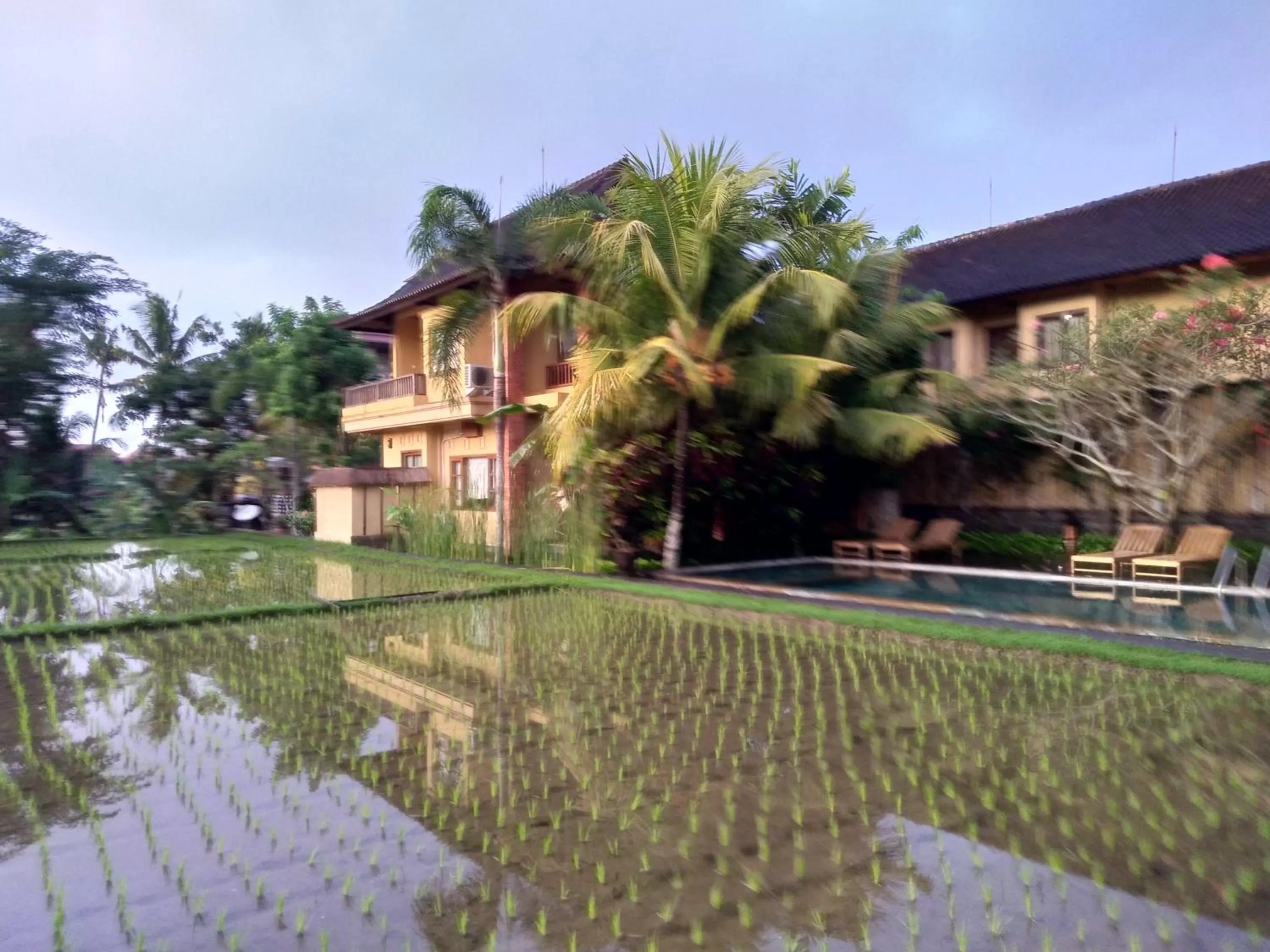 Swimming Pool in Ubud Lestari Bungalows