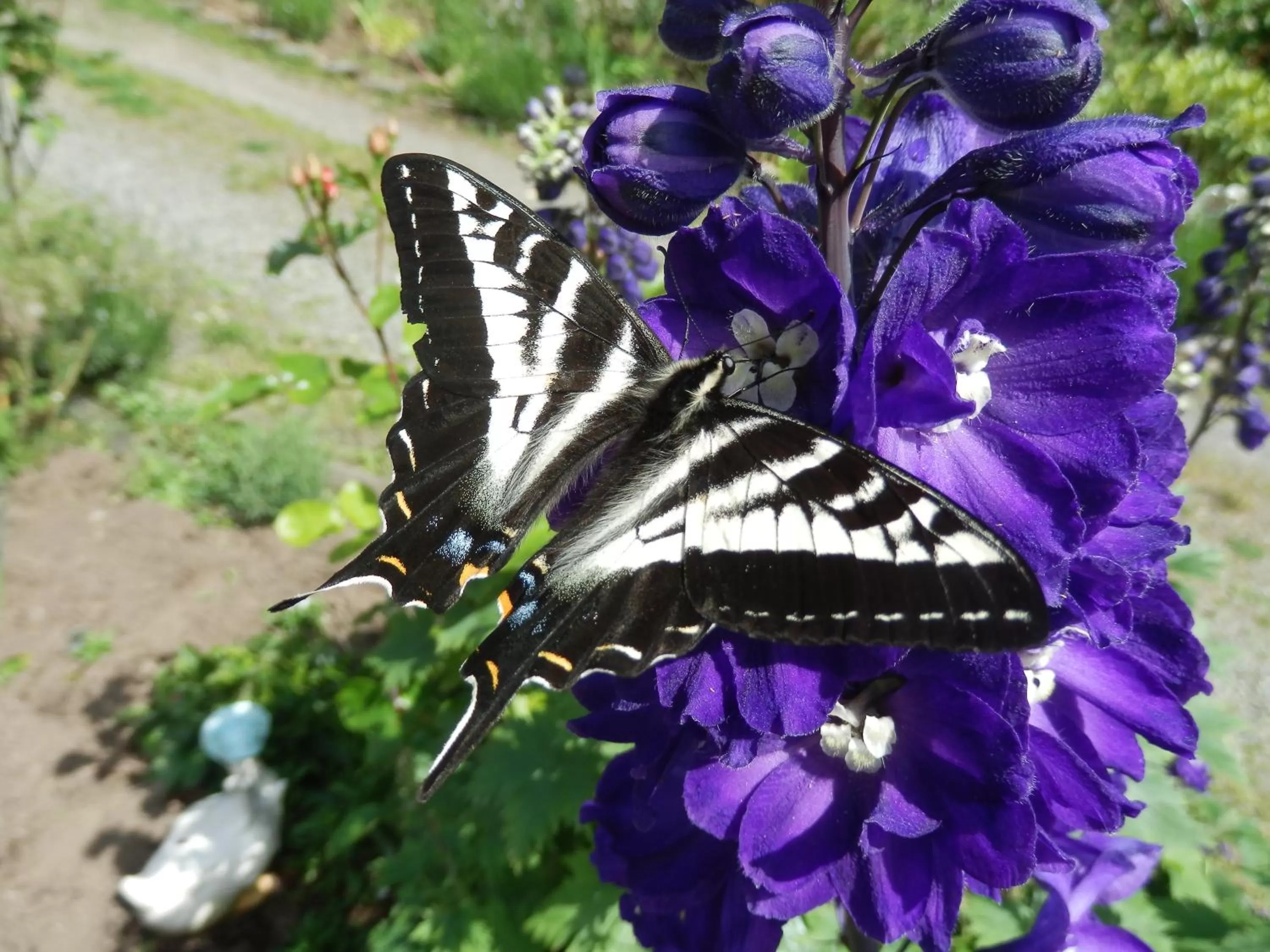 Garden in Armand Heights