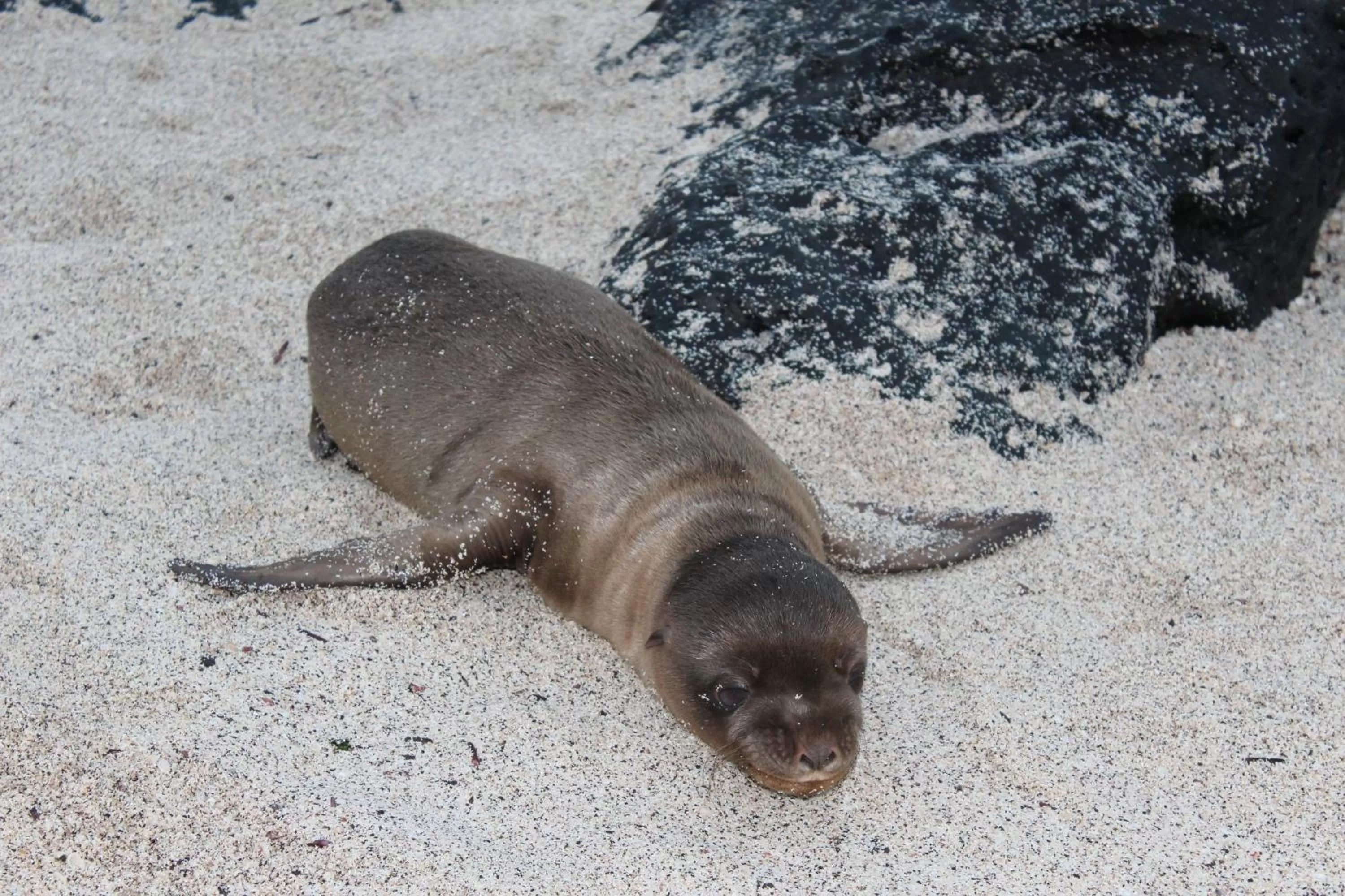 Pets in Hostal Cabañas Don Jorge