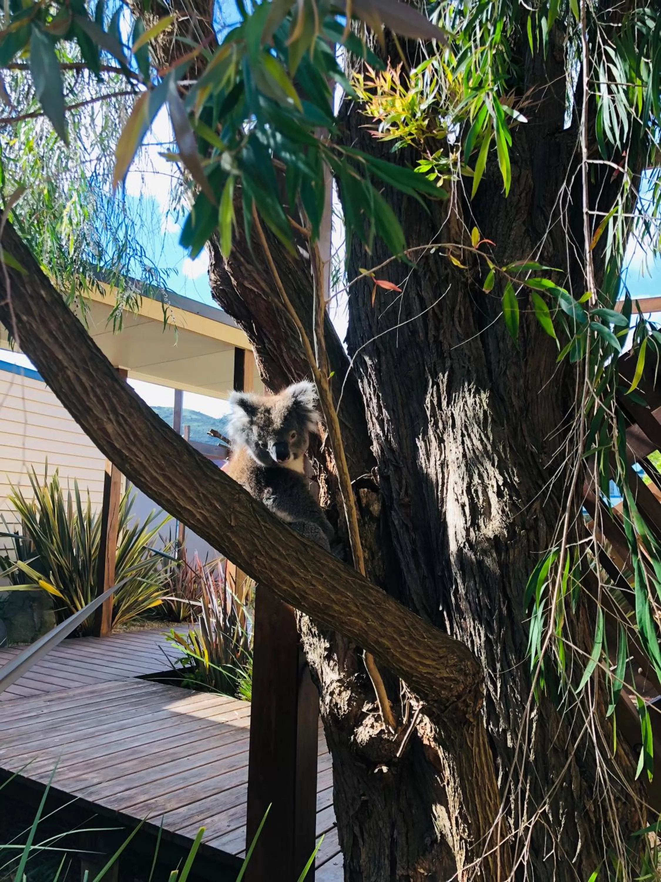 Animals in Sandpiper Motel Apollo Bay