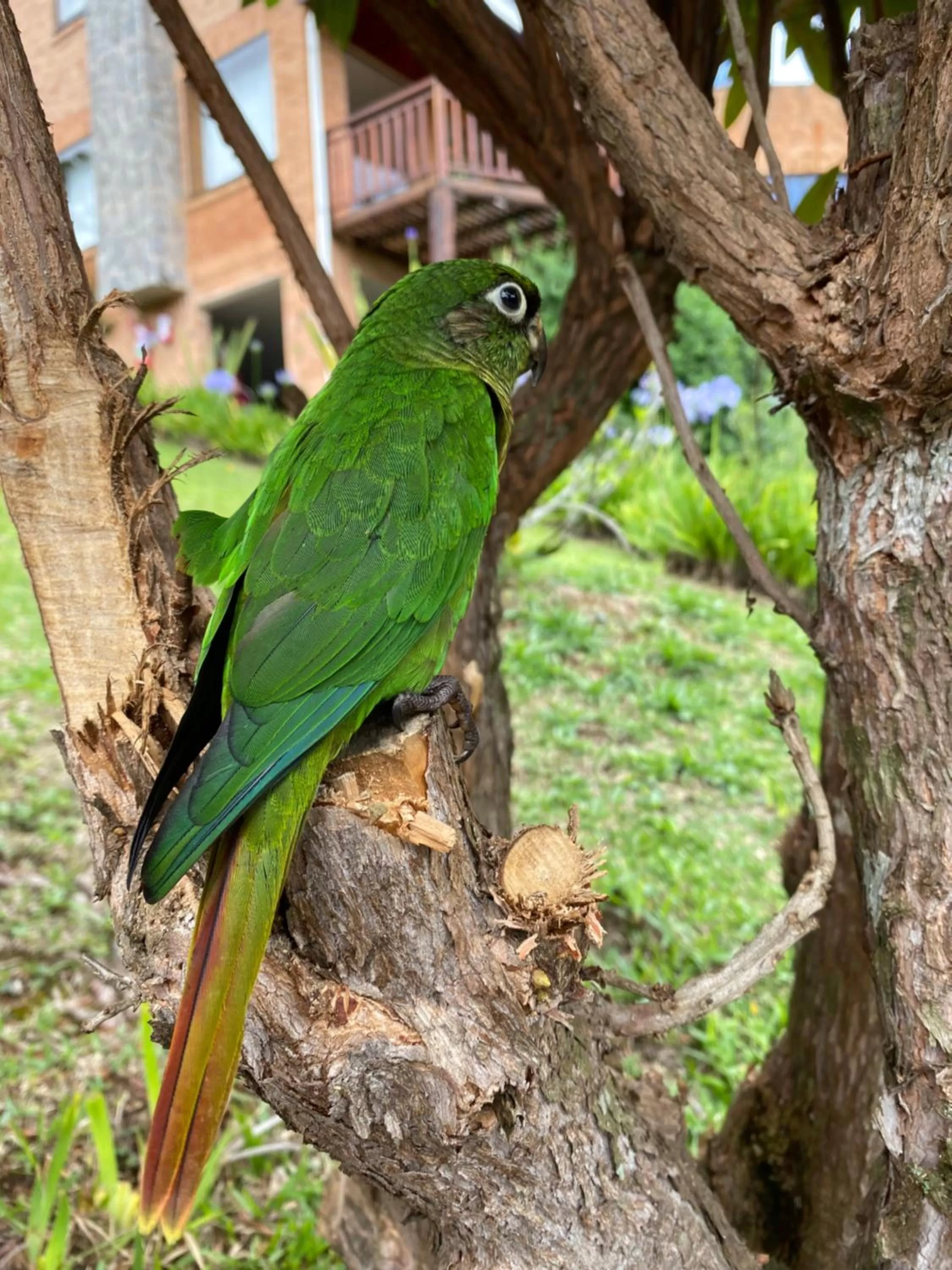 Other Animals in Chalés 3 Pinheiros