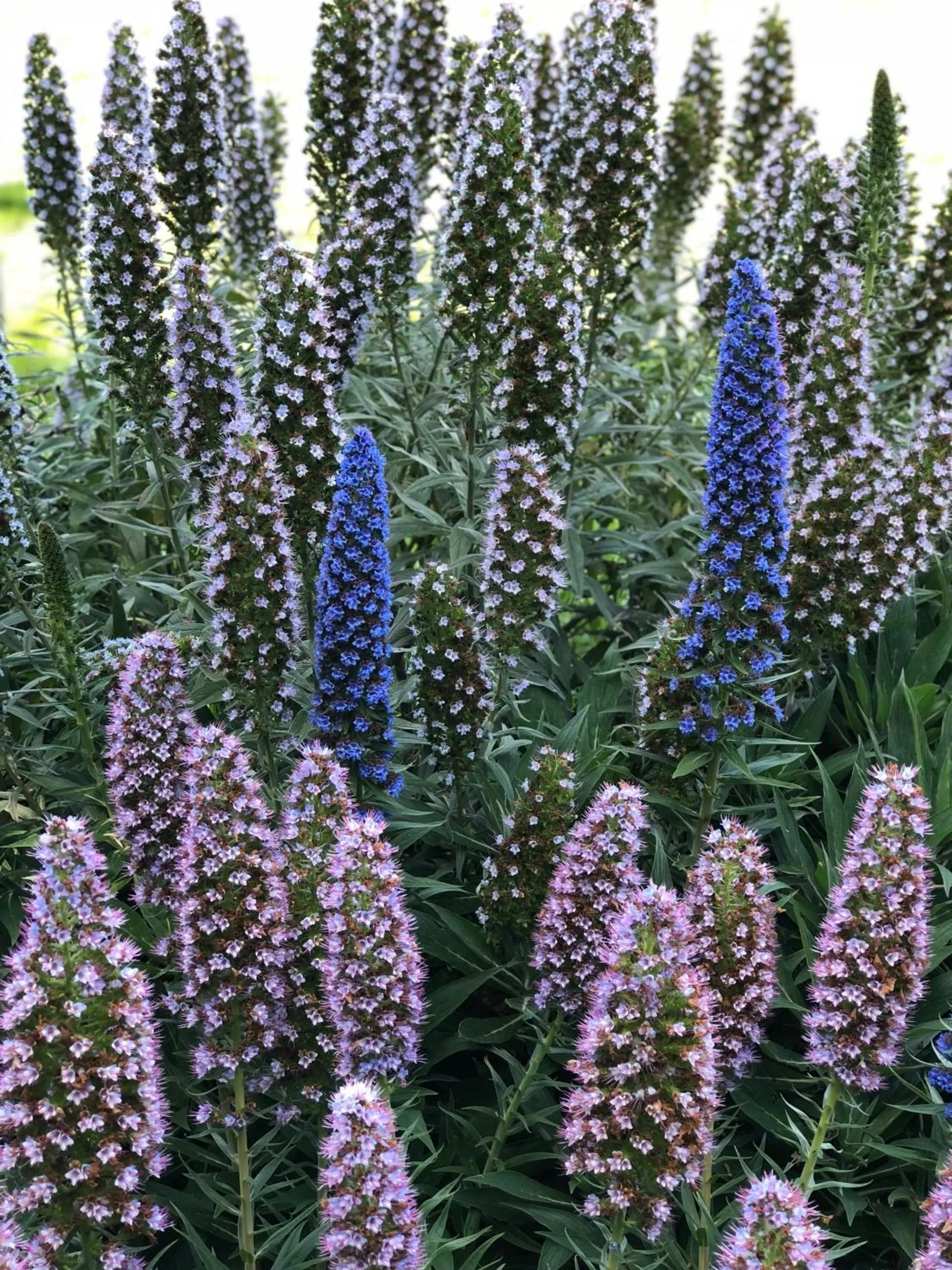 Garden in The Inn at the Tides