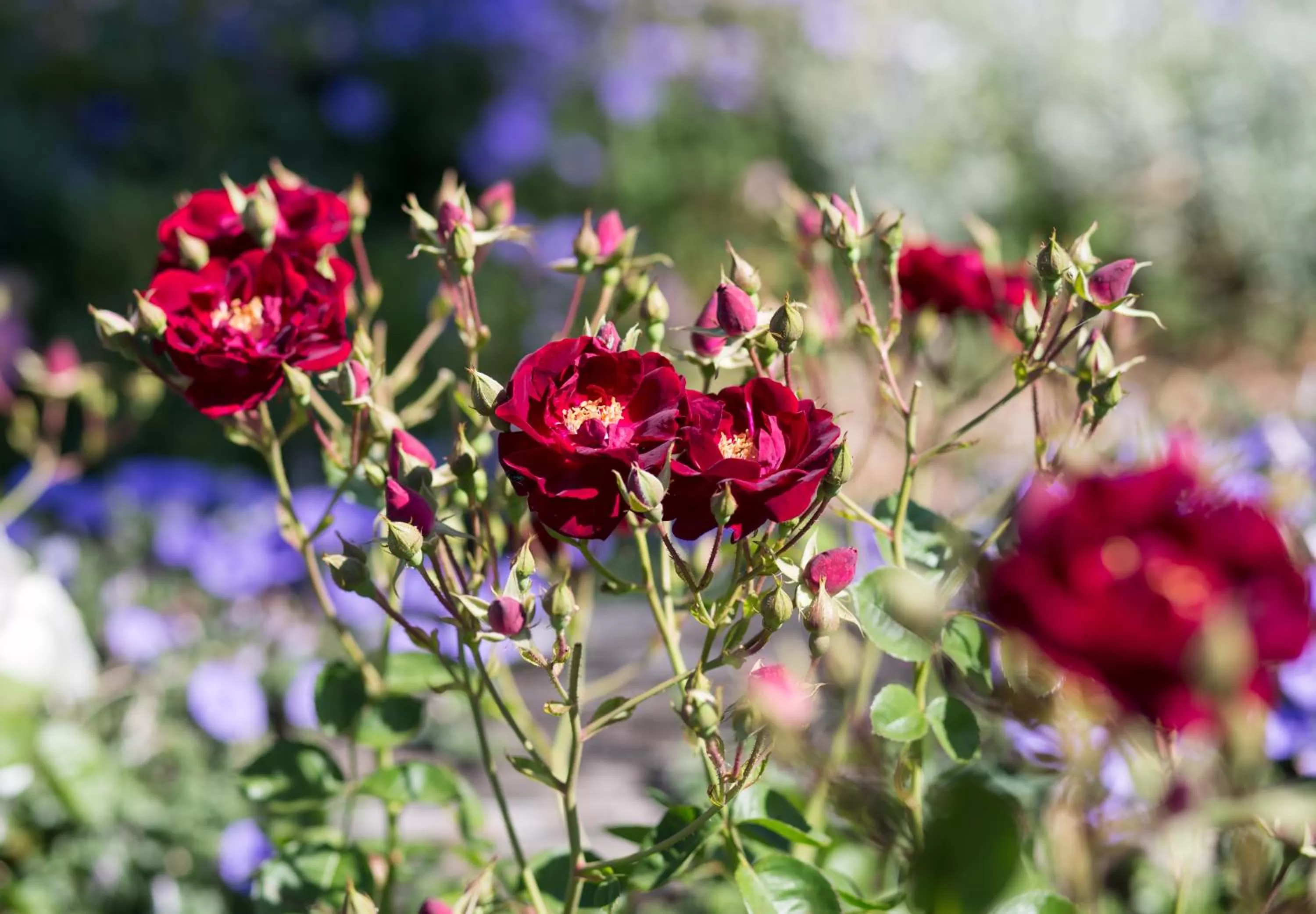 Garden in Willows Motel