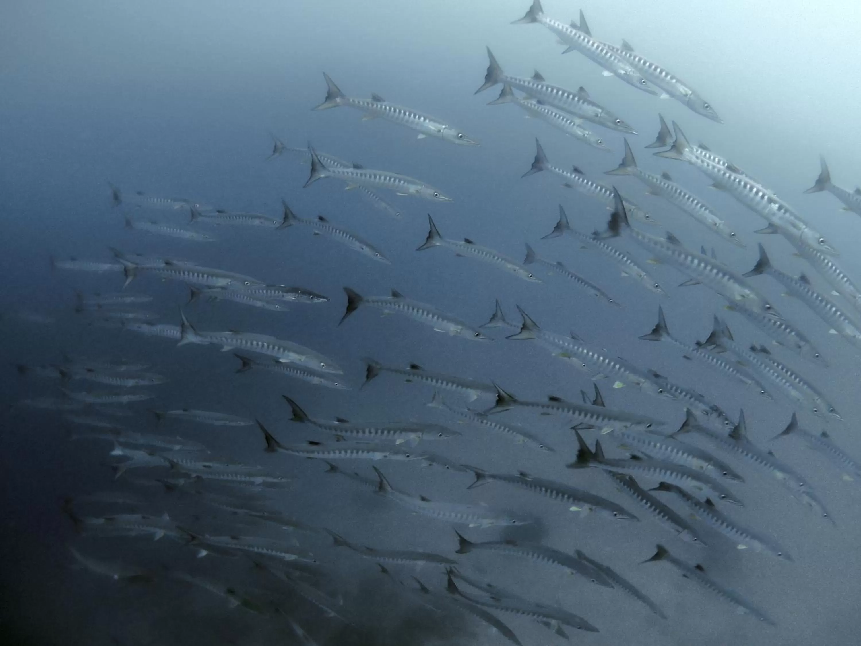 Animals in Paseo Del Mar Seaside Inn