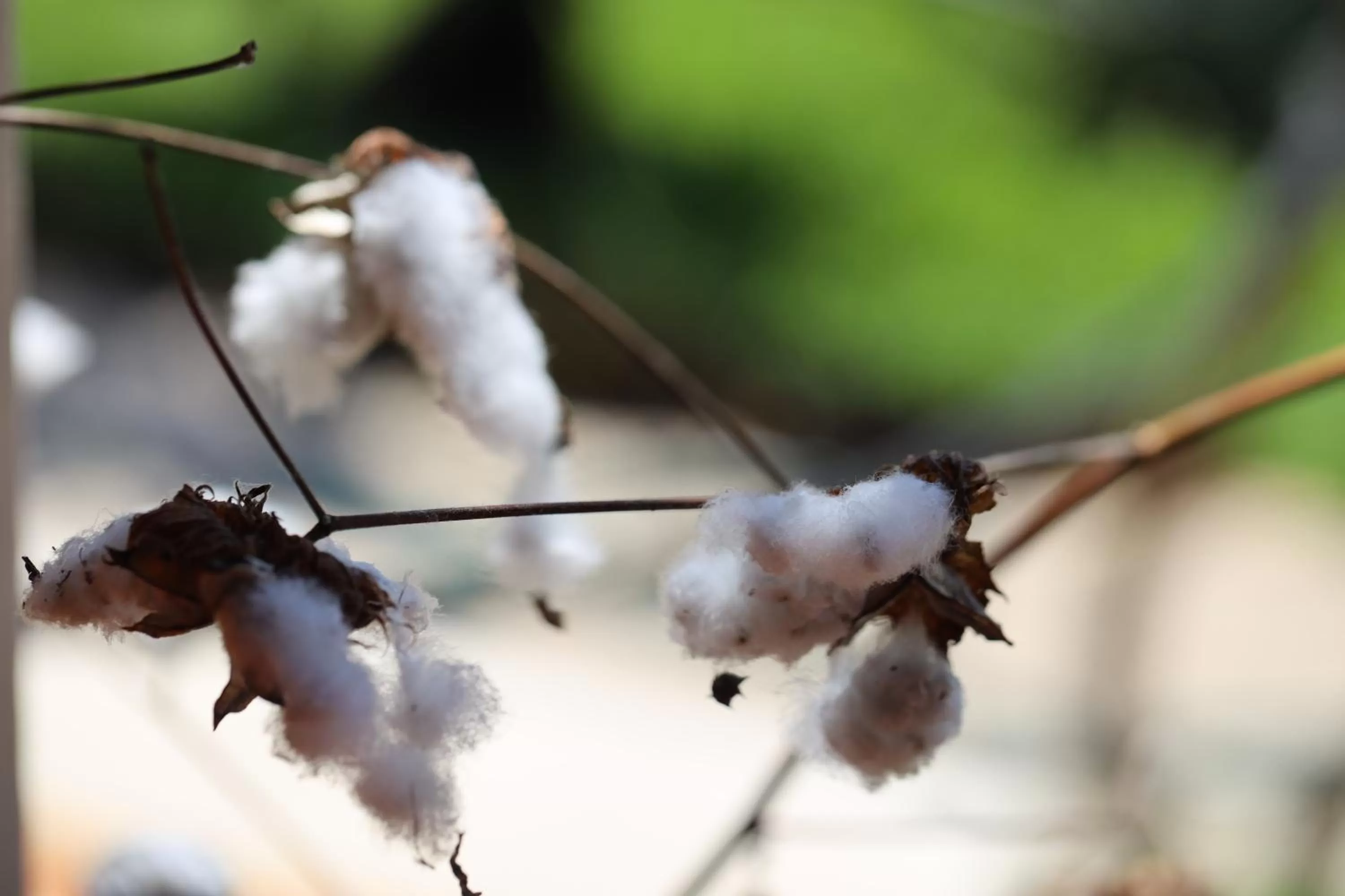 Spring, Other Animals in RESET ATEMPORAL