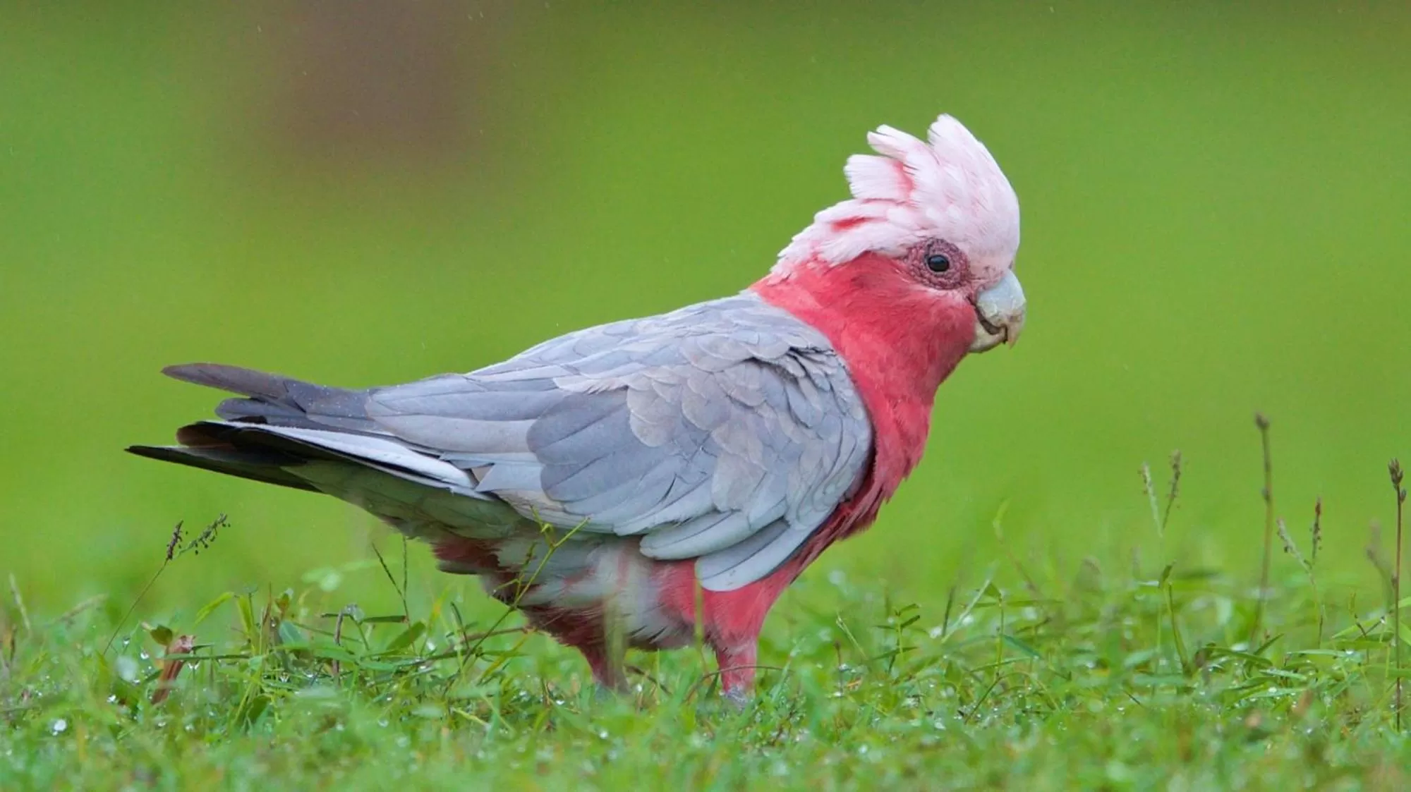 Nearby landmark in Soho Brisbane