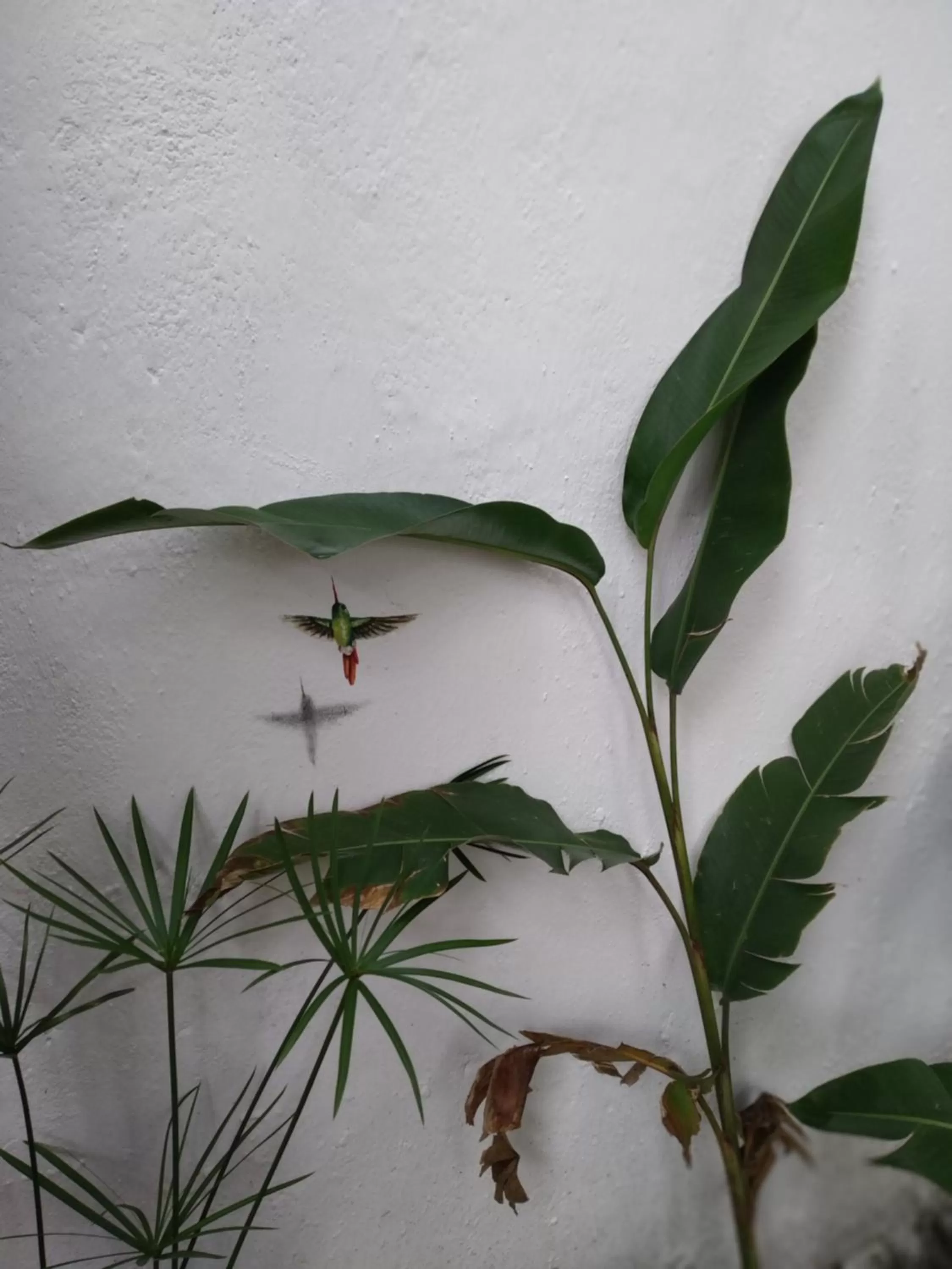 Garden in Hotel La Caracola