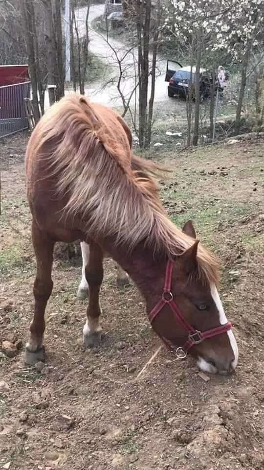 Etno selo Vile Jefimija, selo Preobrazenje, Vranje