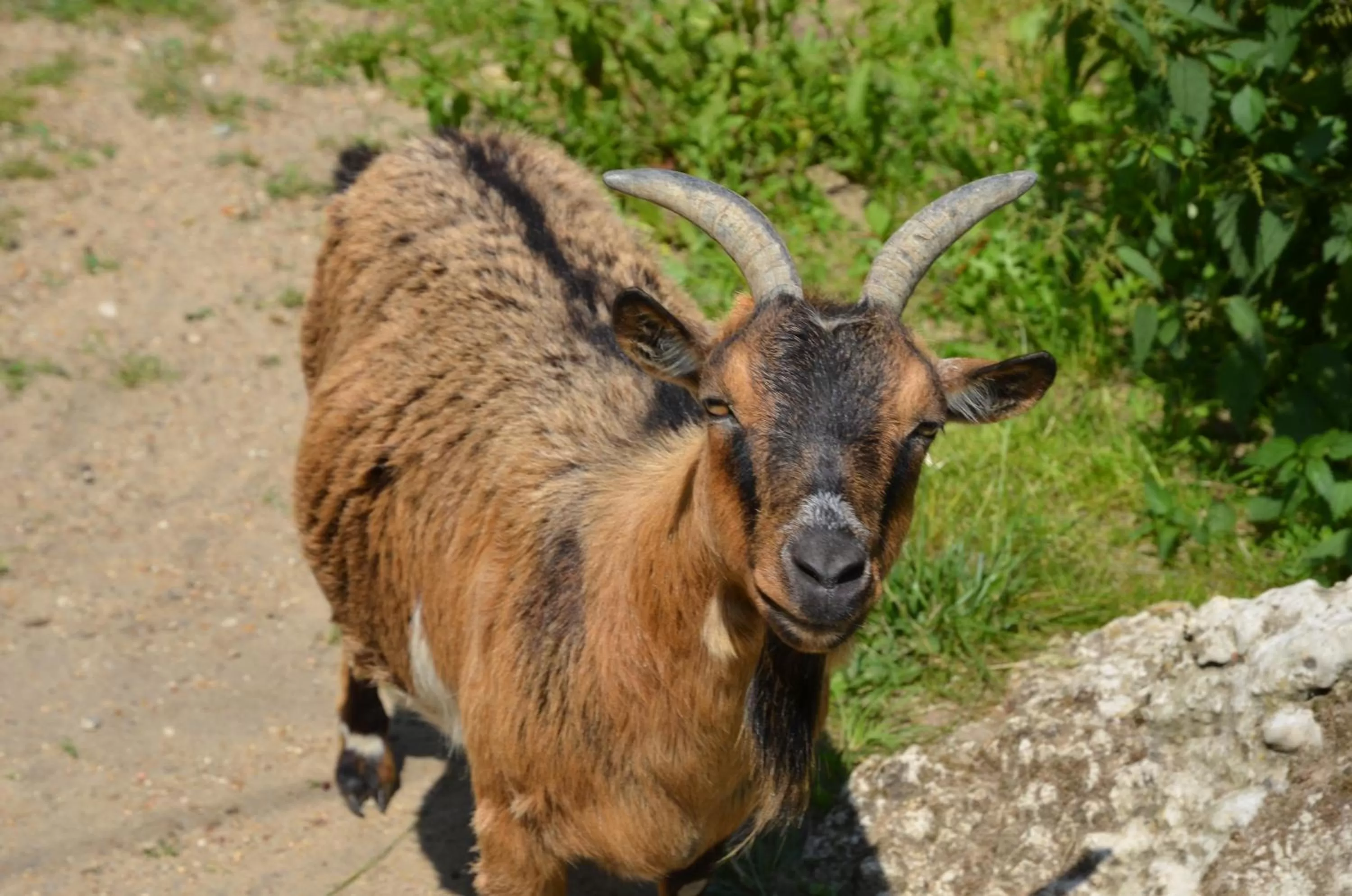 Pets, Other Animals in La Barillerie