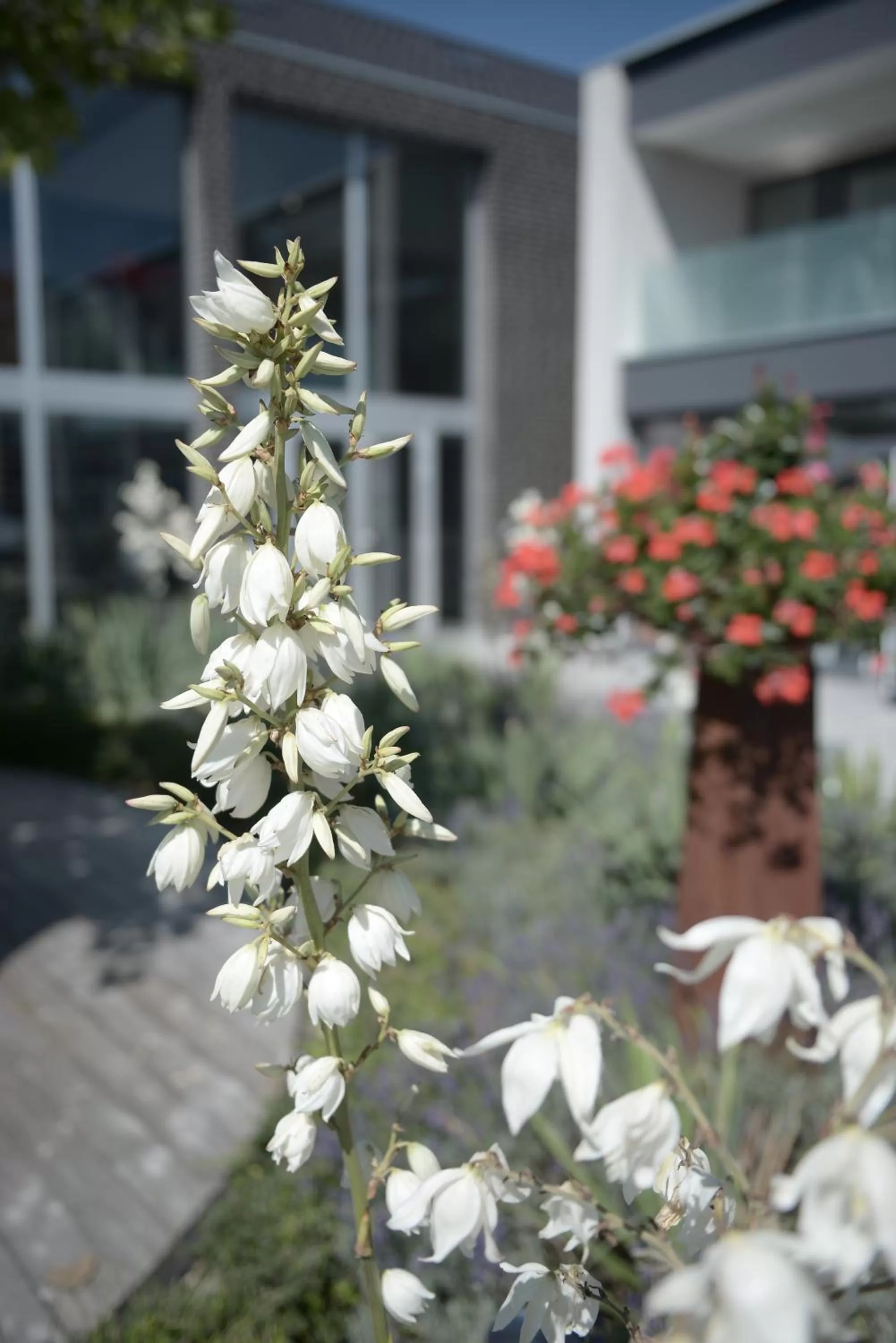 Spring in Q.C.M. Campus