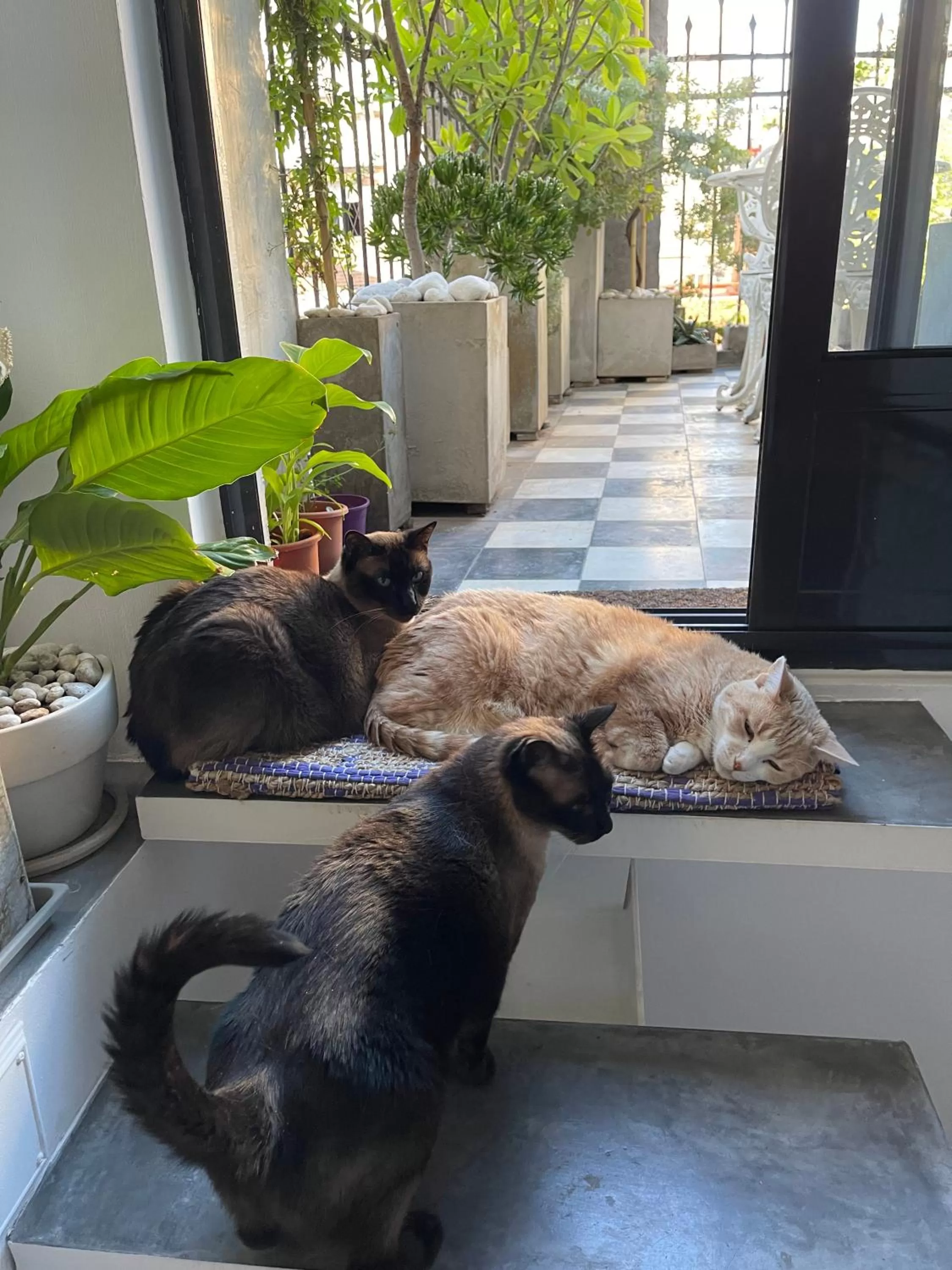 Balcony/Terrace, Pets in Le Petit Palais