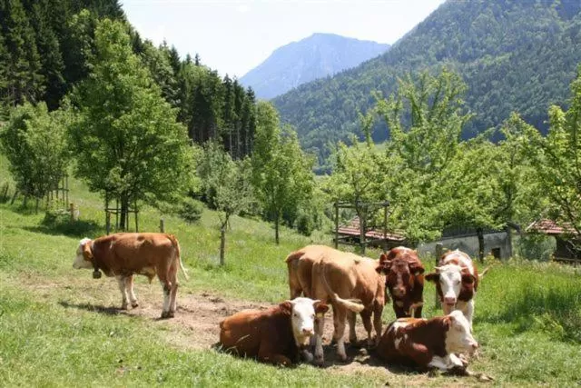 Mountain view, Other Animals in Berggasthof Butzn Wirt
