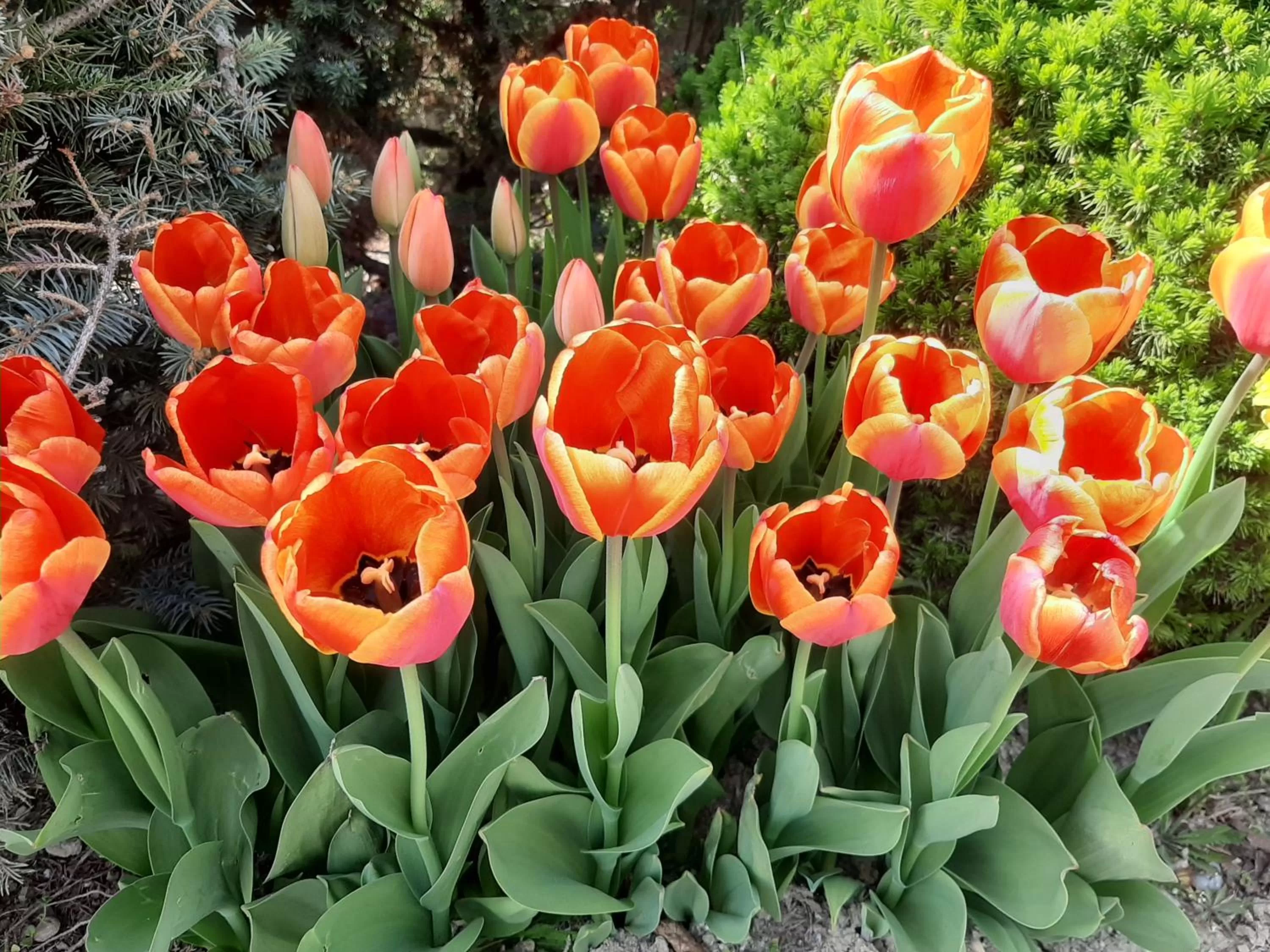 View (from property/room) in garni Hotel S.O.G.* * *