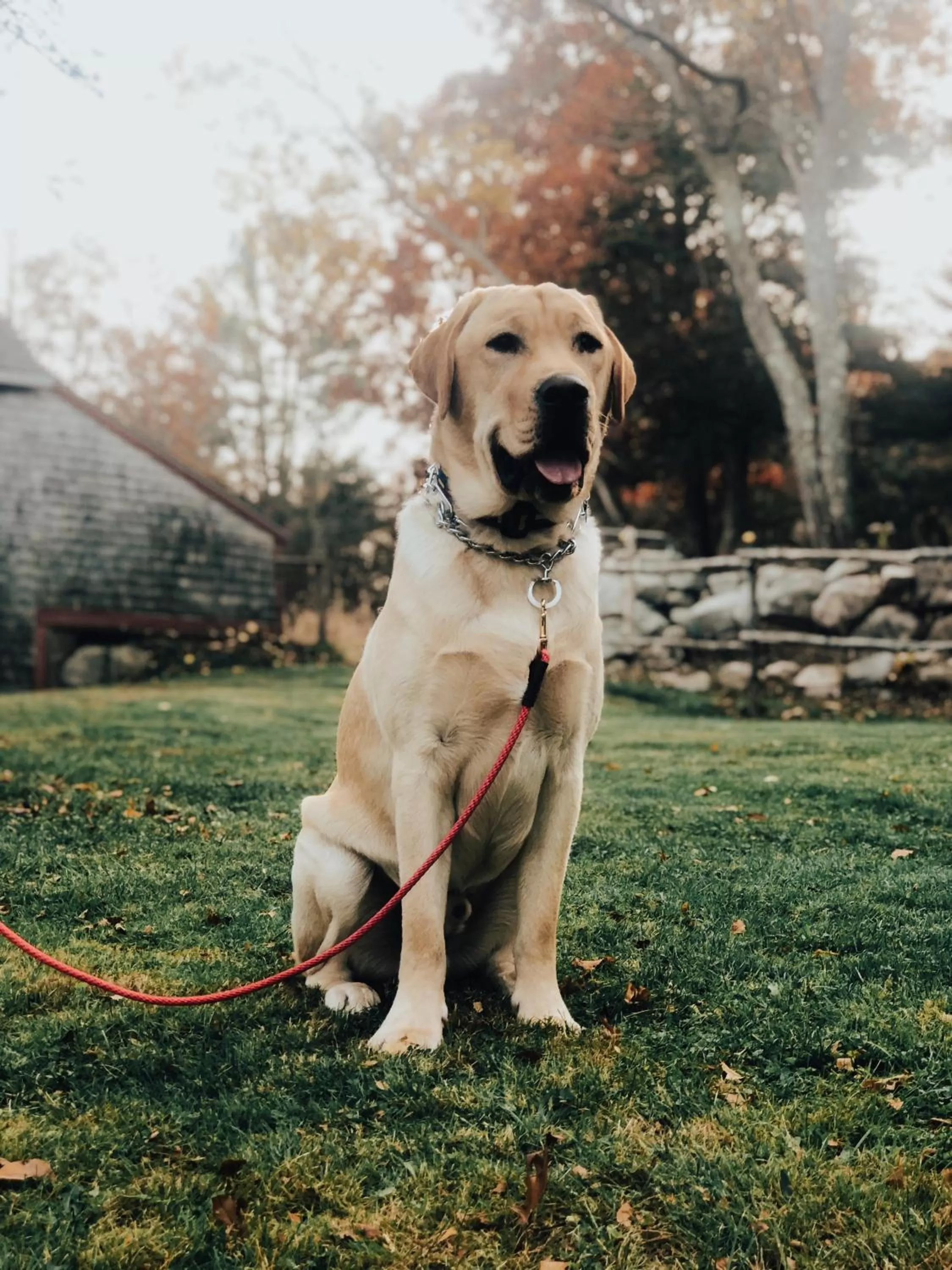 Pets in Cedar Hill Farm B & B