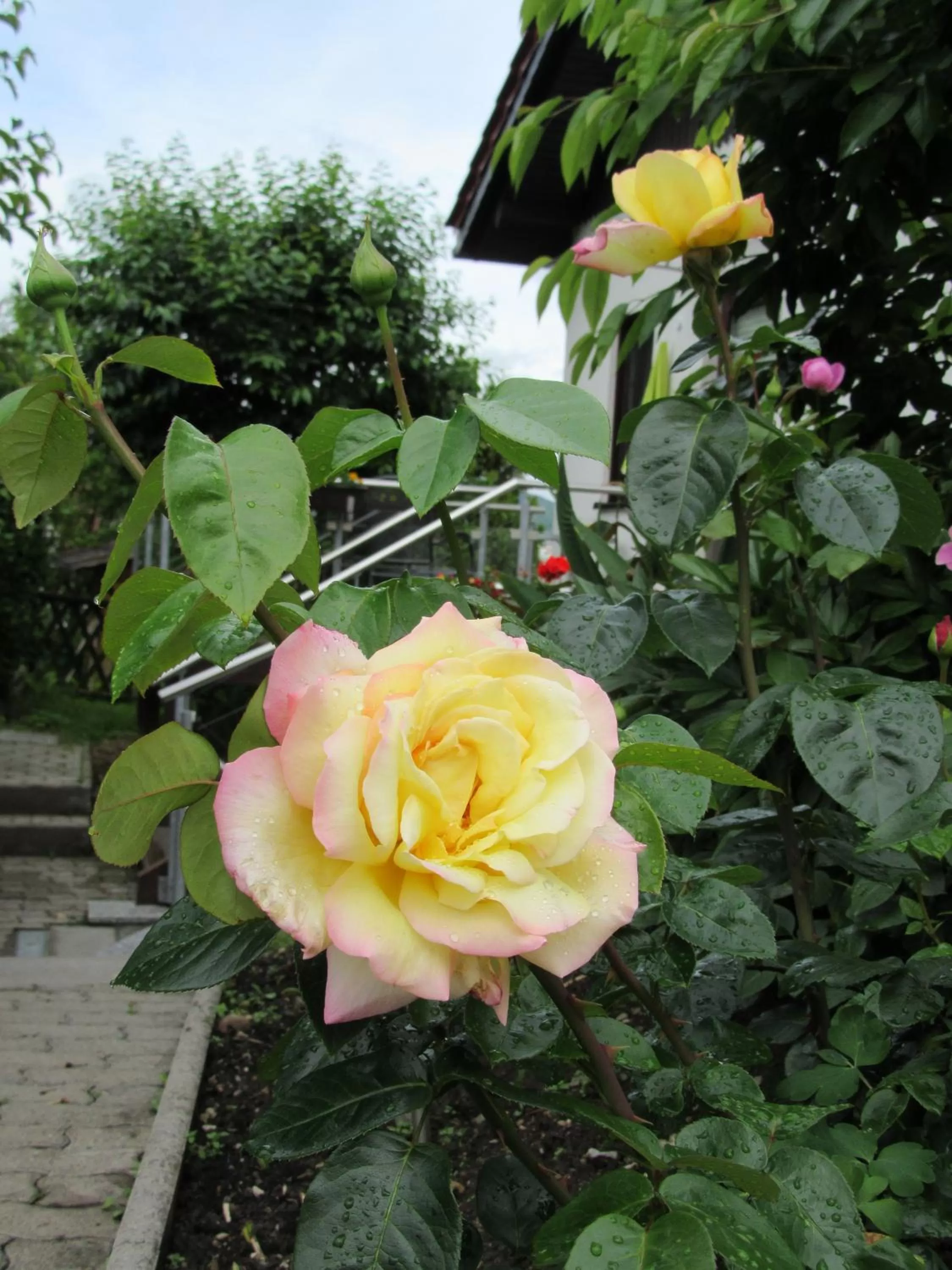 Garden in Hotel Haus Orchideental Jena