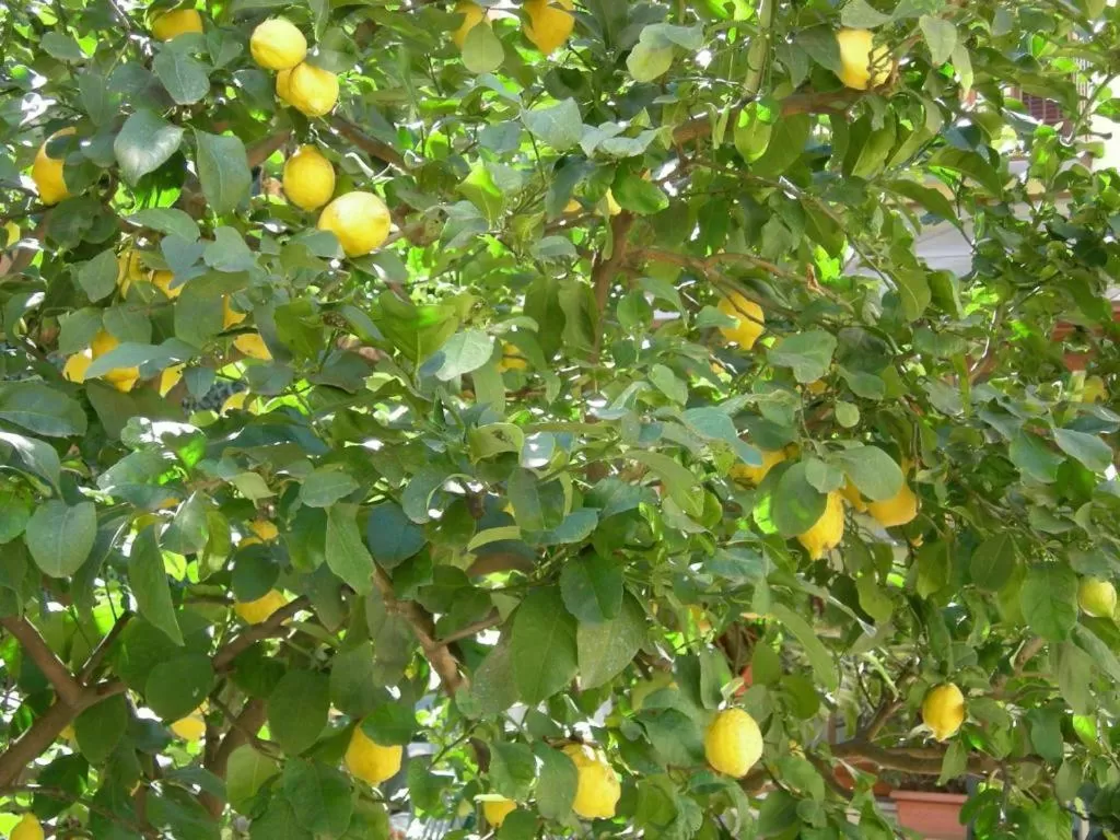 Garden in Hotel Astoria Garden