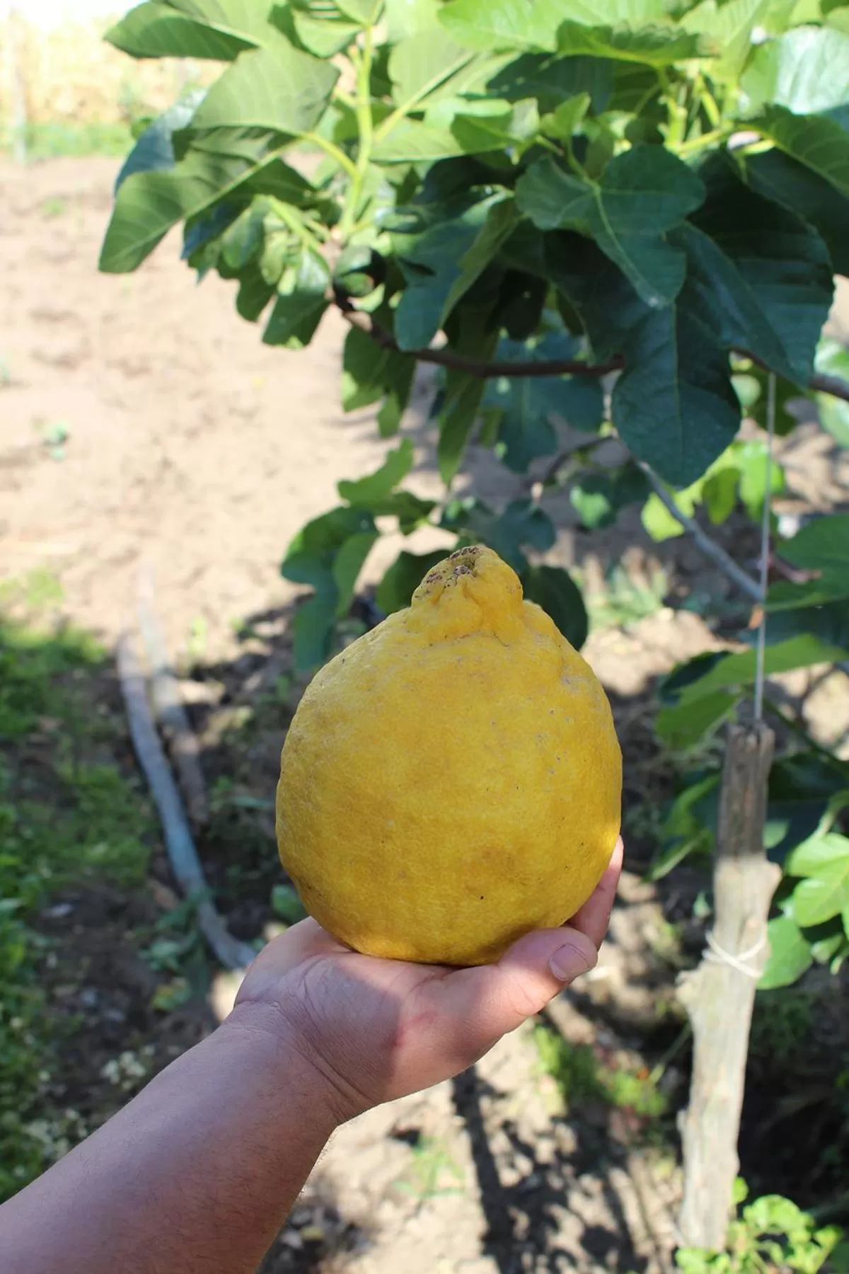 Property building in Buonocore Rooms