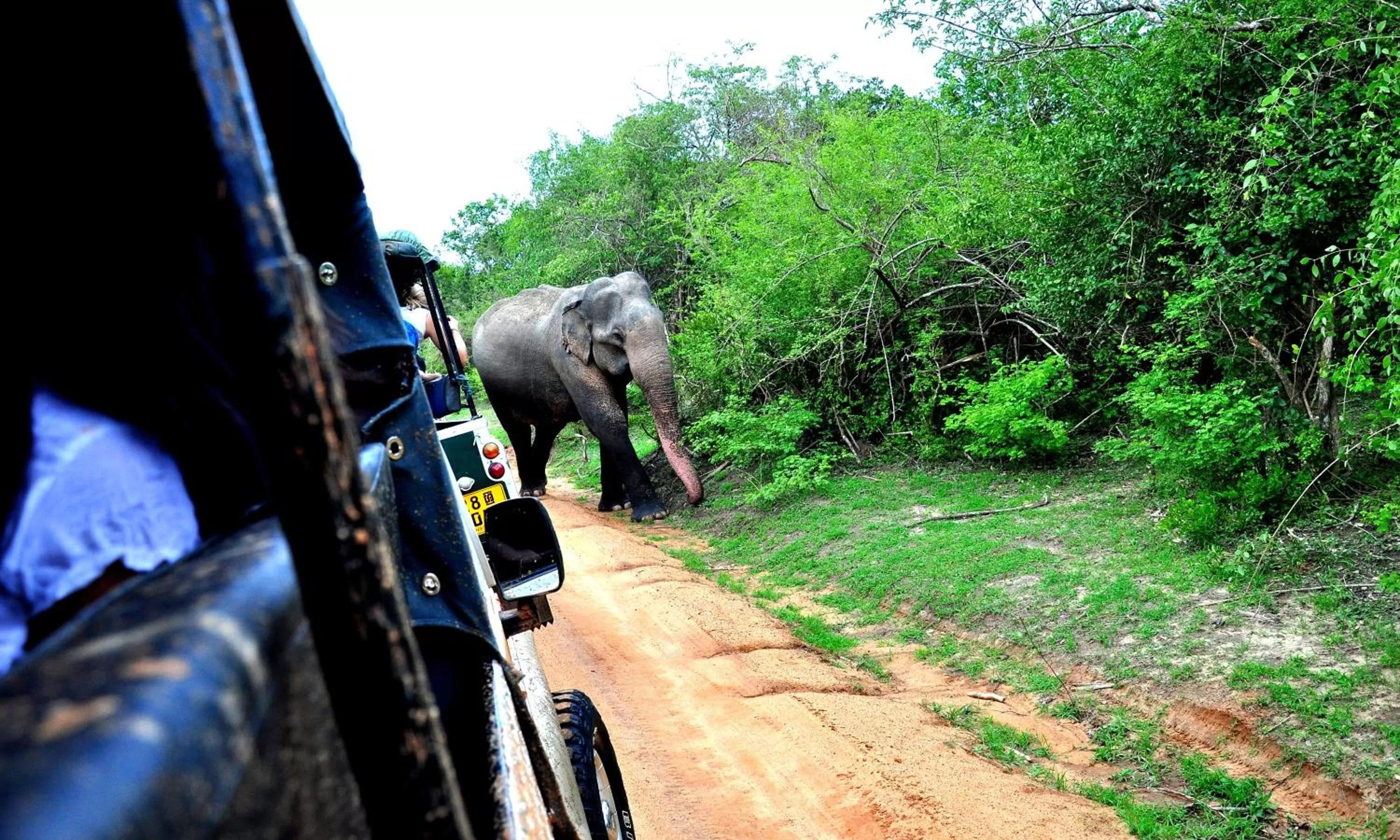 Animals in Jayasinghe Holiday Resort