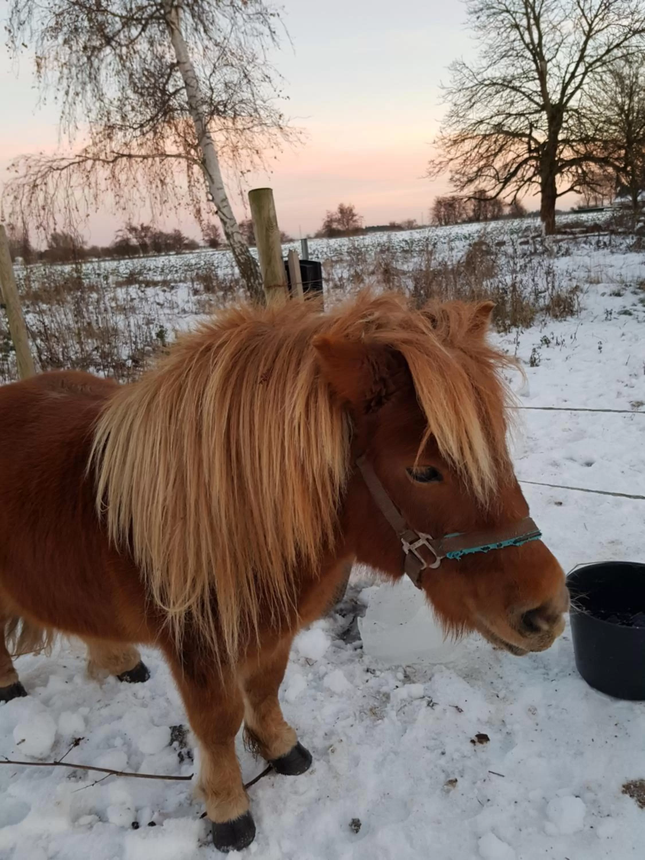 Pets in Roskilde B&B