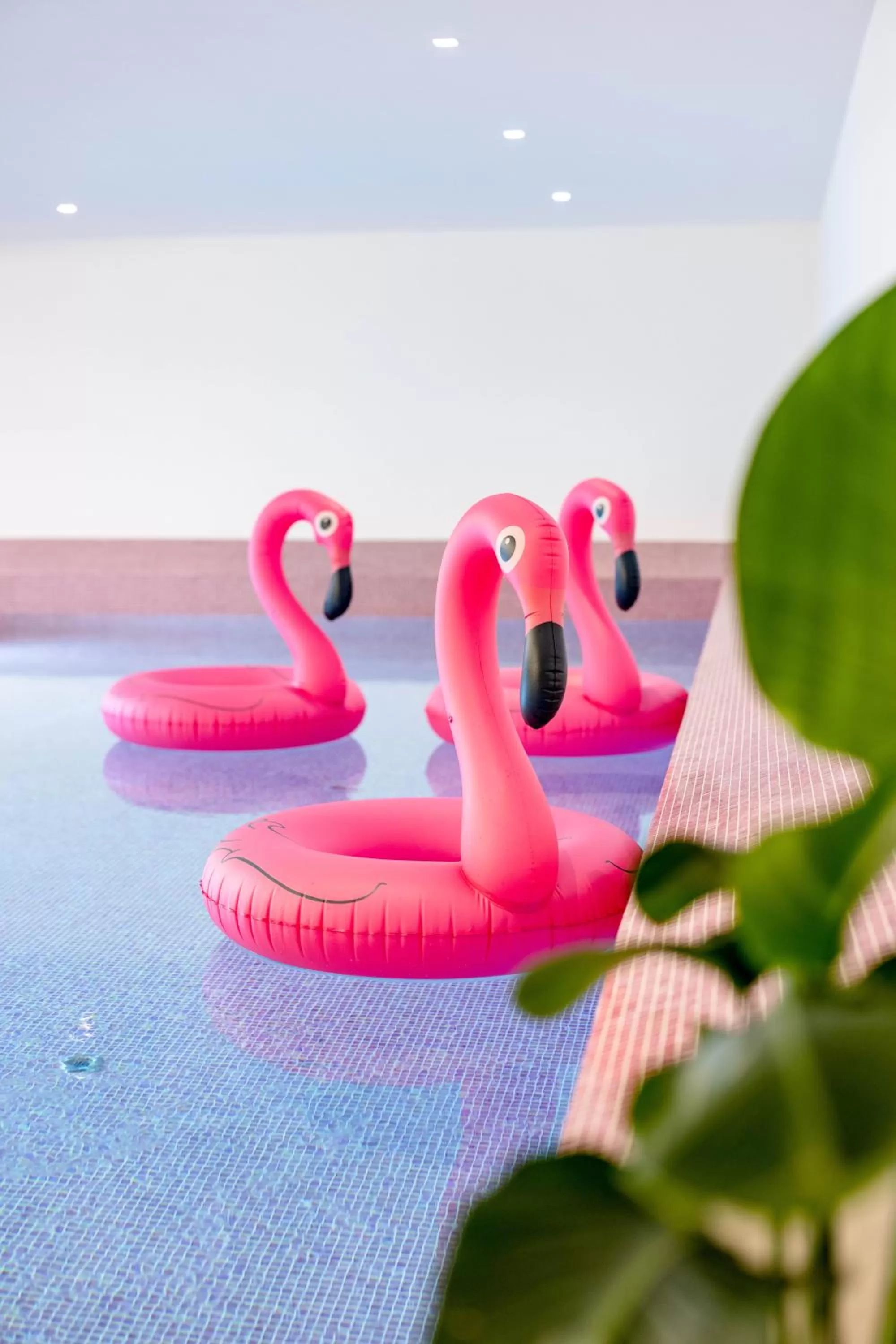 Swimming pool in The Flamingo