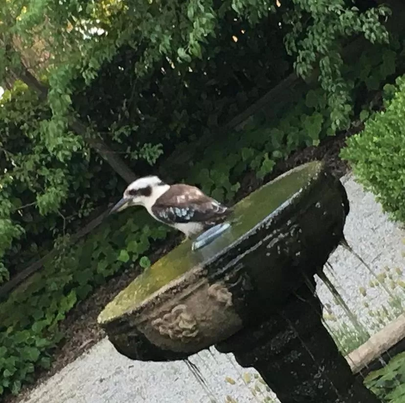 Other Animals in Howlong Old Post Office Luxury Suite