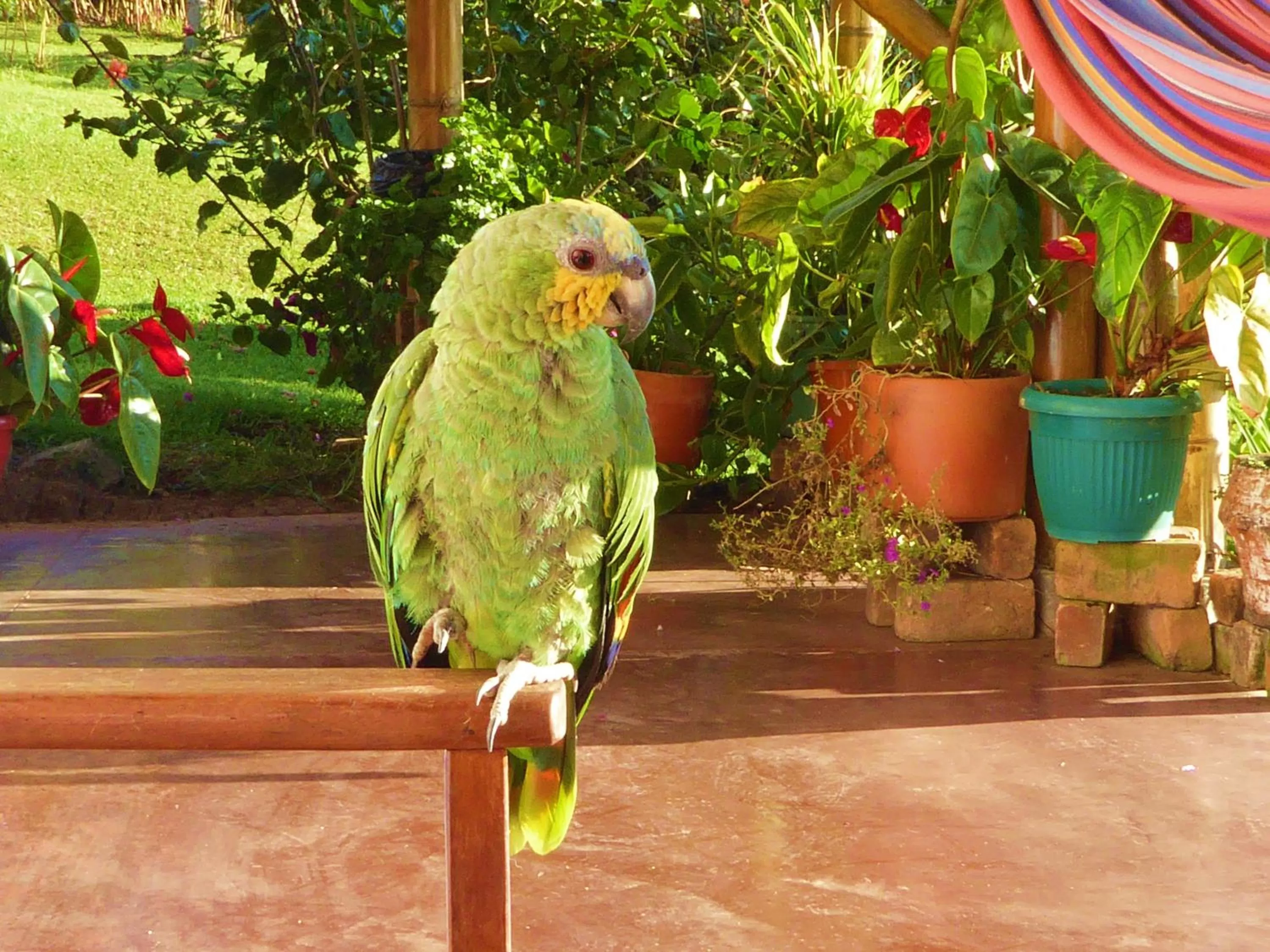 Area and facilities, Other Animals in Finca El Cielo