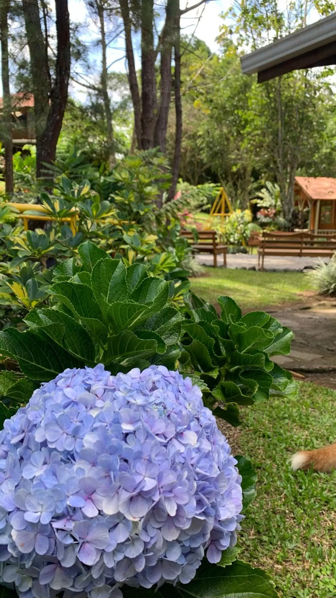 Garden in Vista Turrialba Lodge