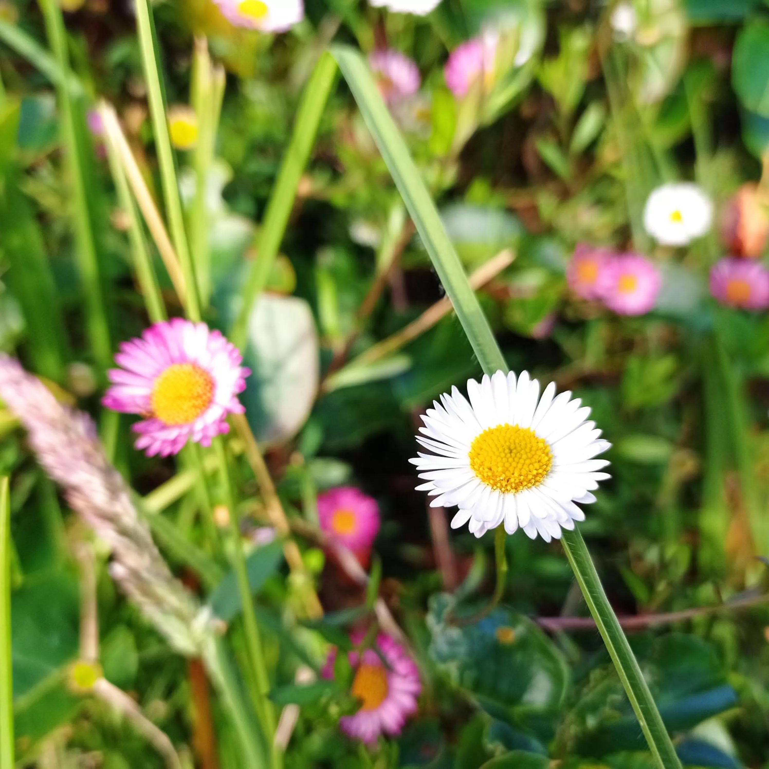 Garden in Hotel Refugio Pozo Azul