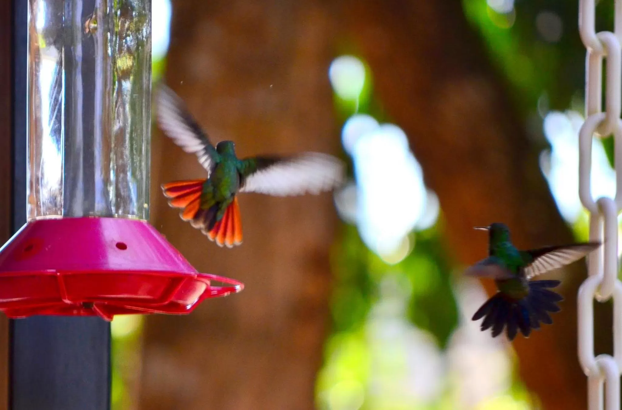 Animals, Other Animals in Mapi's Cabins