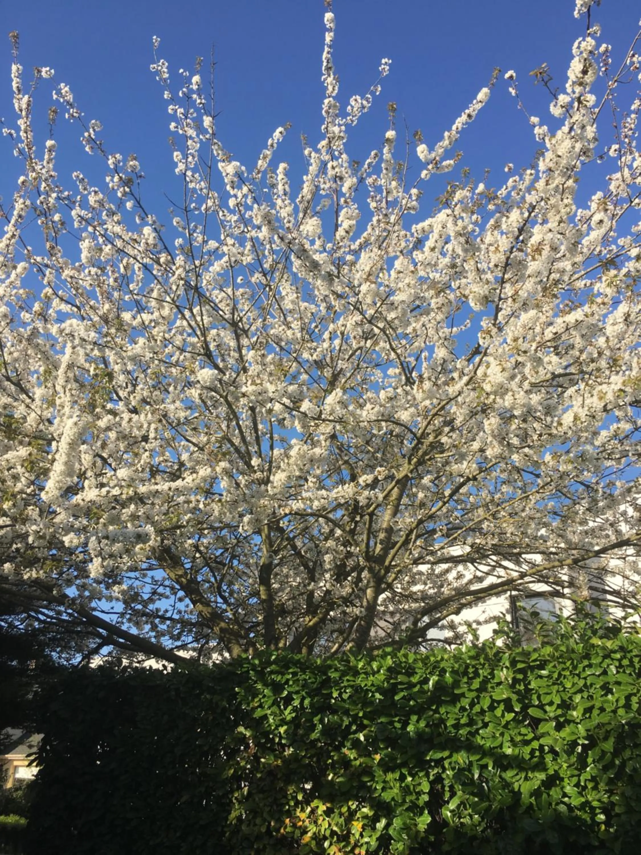 Garden view in Hotel Arcantis Le Voltaire
