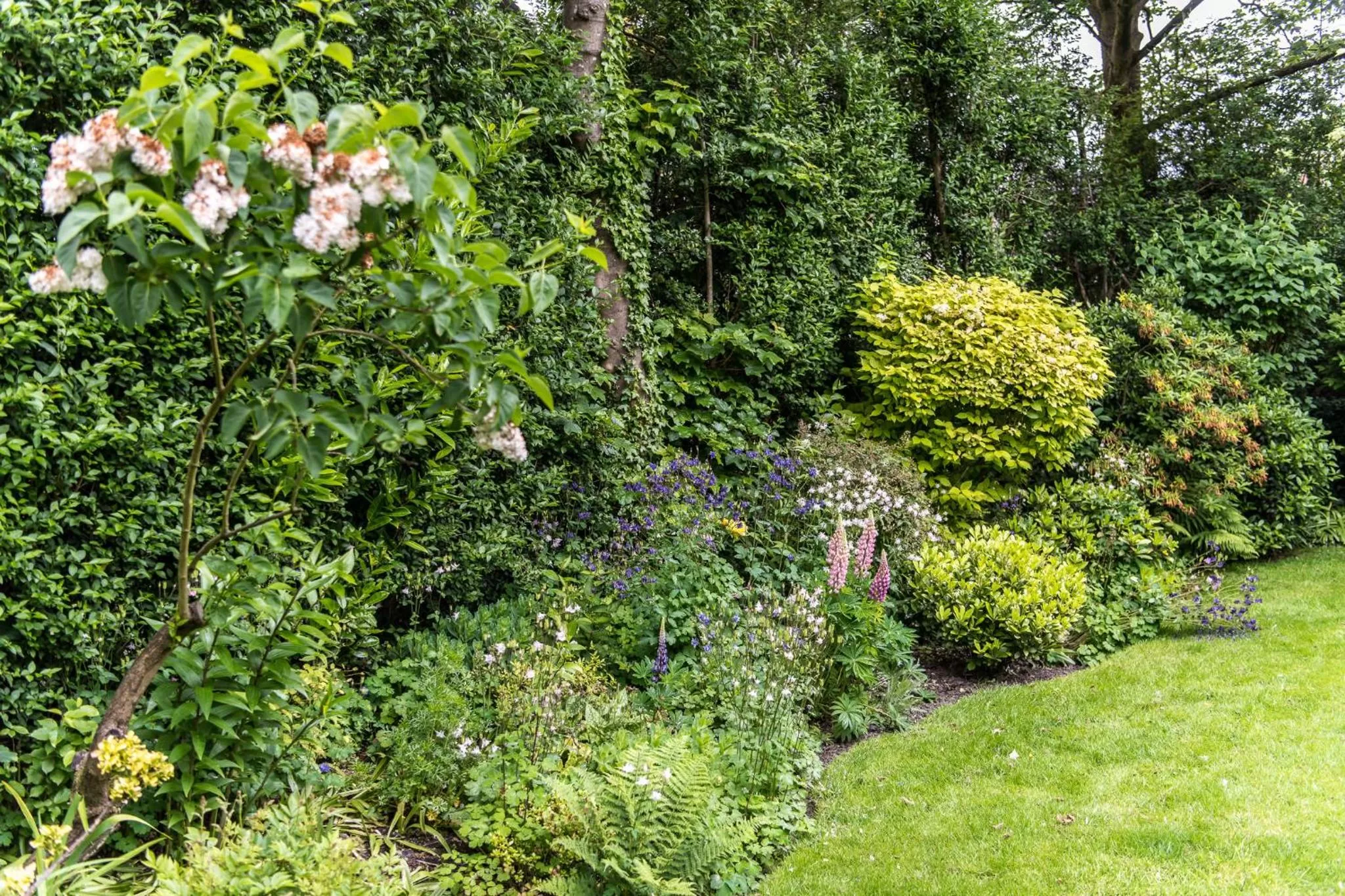 Garden in Rosehill House Hotel