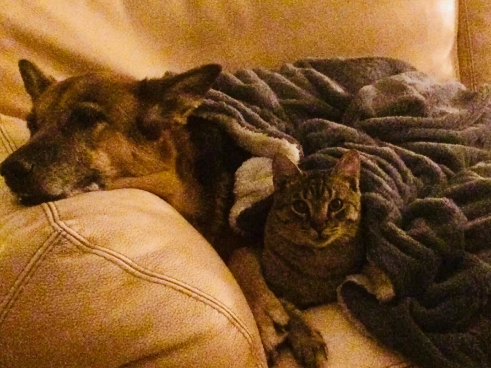 Animals in Hotel Bella Napoli ristorante & spa