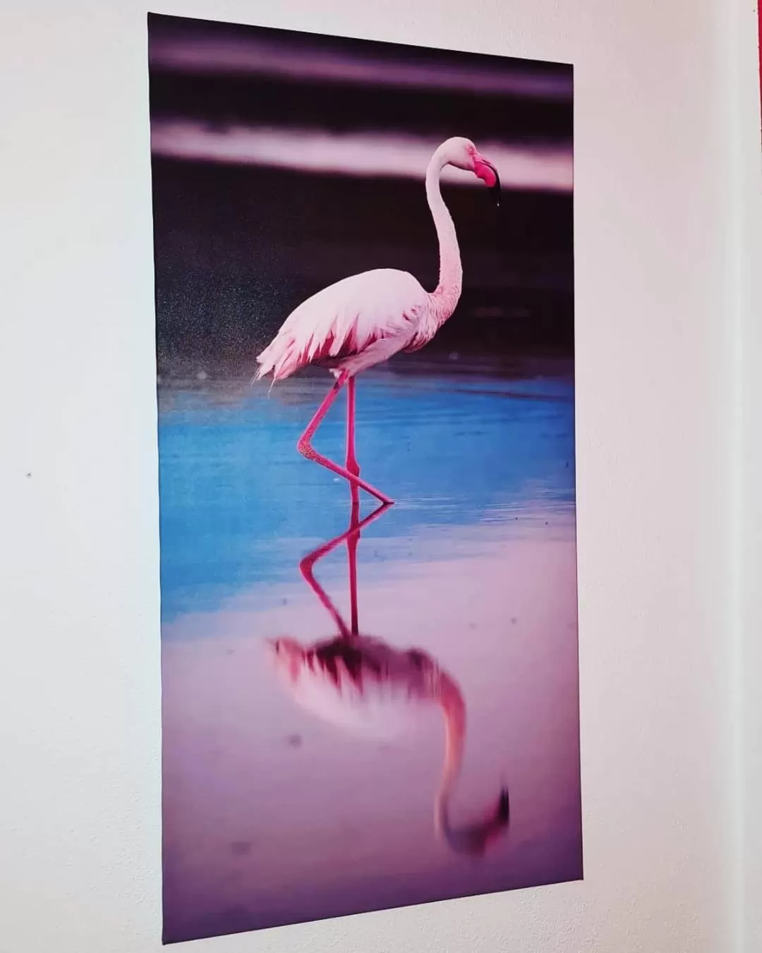 Animals in Affittacamere Sa Pardula