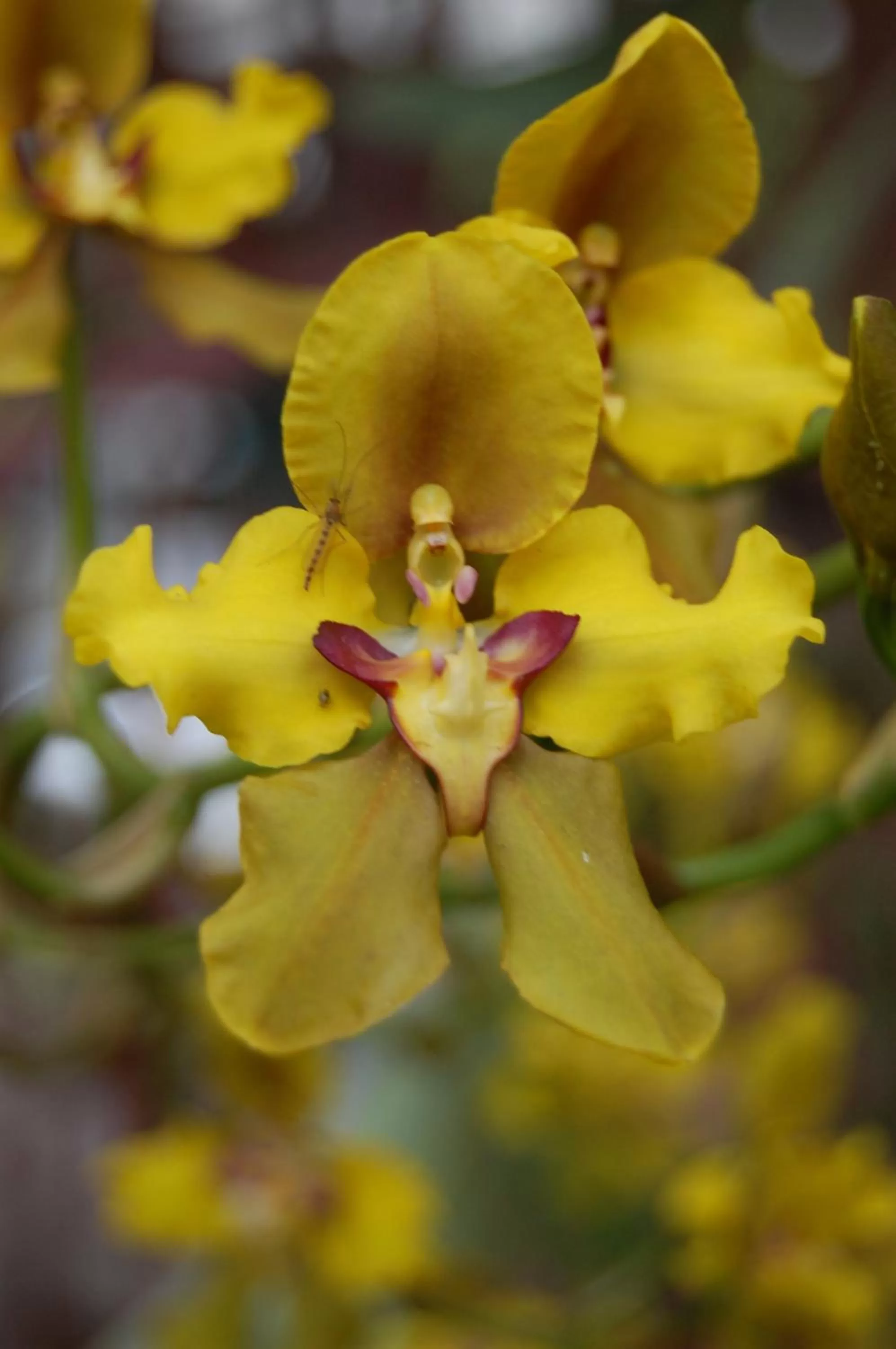 Garden in Apartamentos Otorongo Cuenca Ecuador
