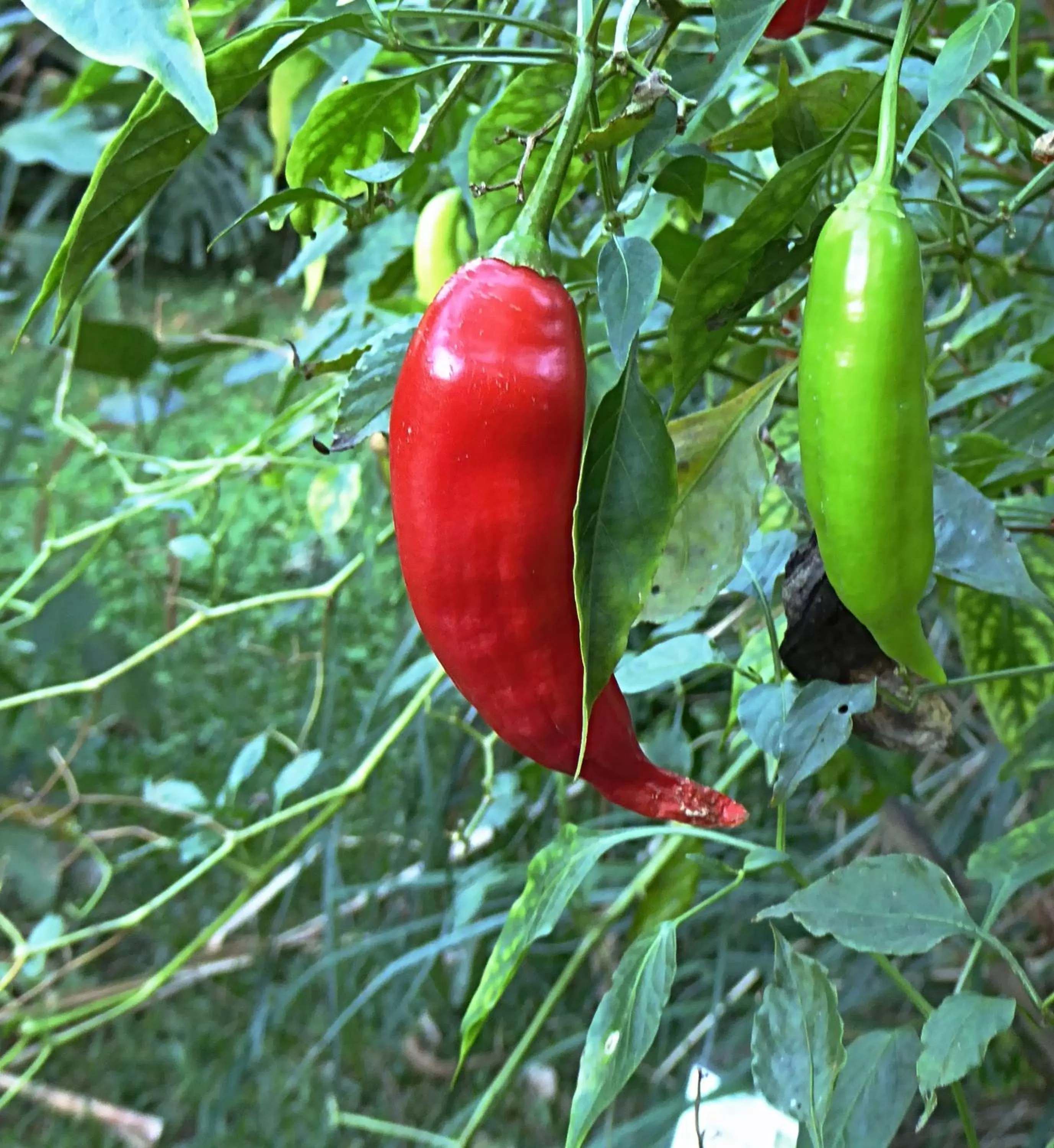 Garden in Pura Vida Hotel