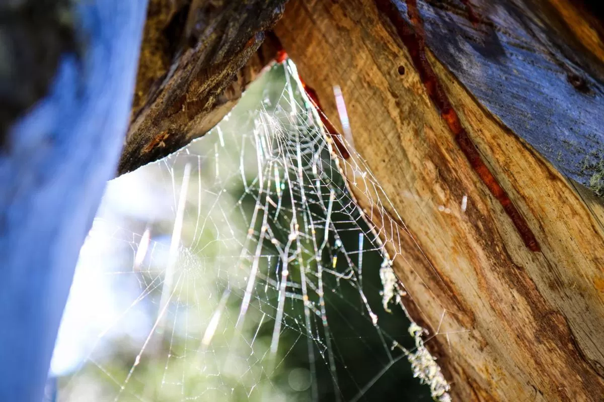 Other Animals in Pension Fuchs