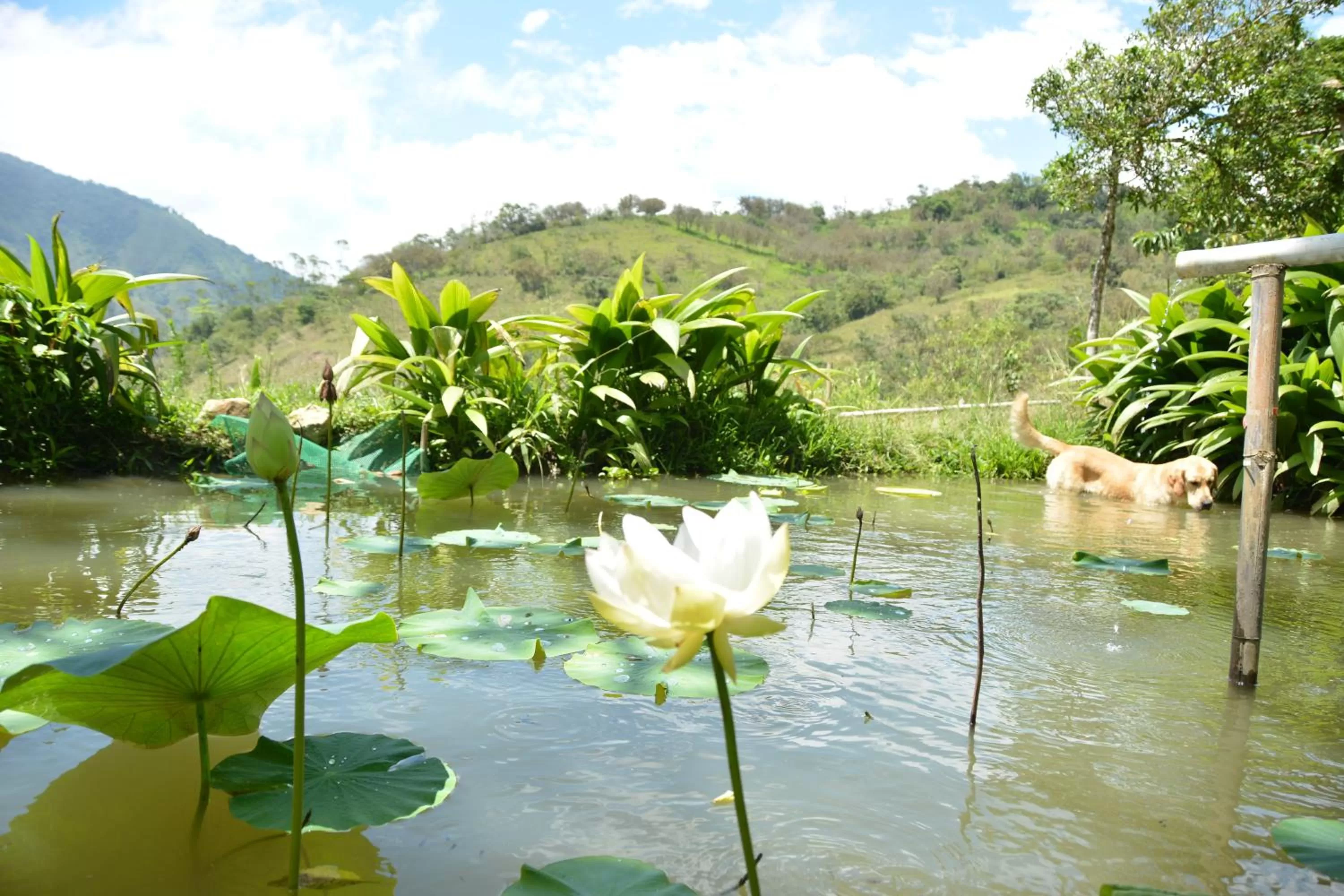 Animals in Hosteria Florecer