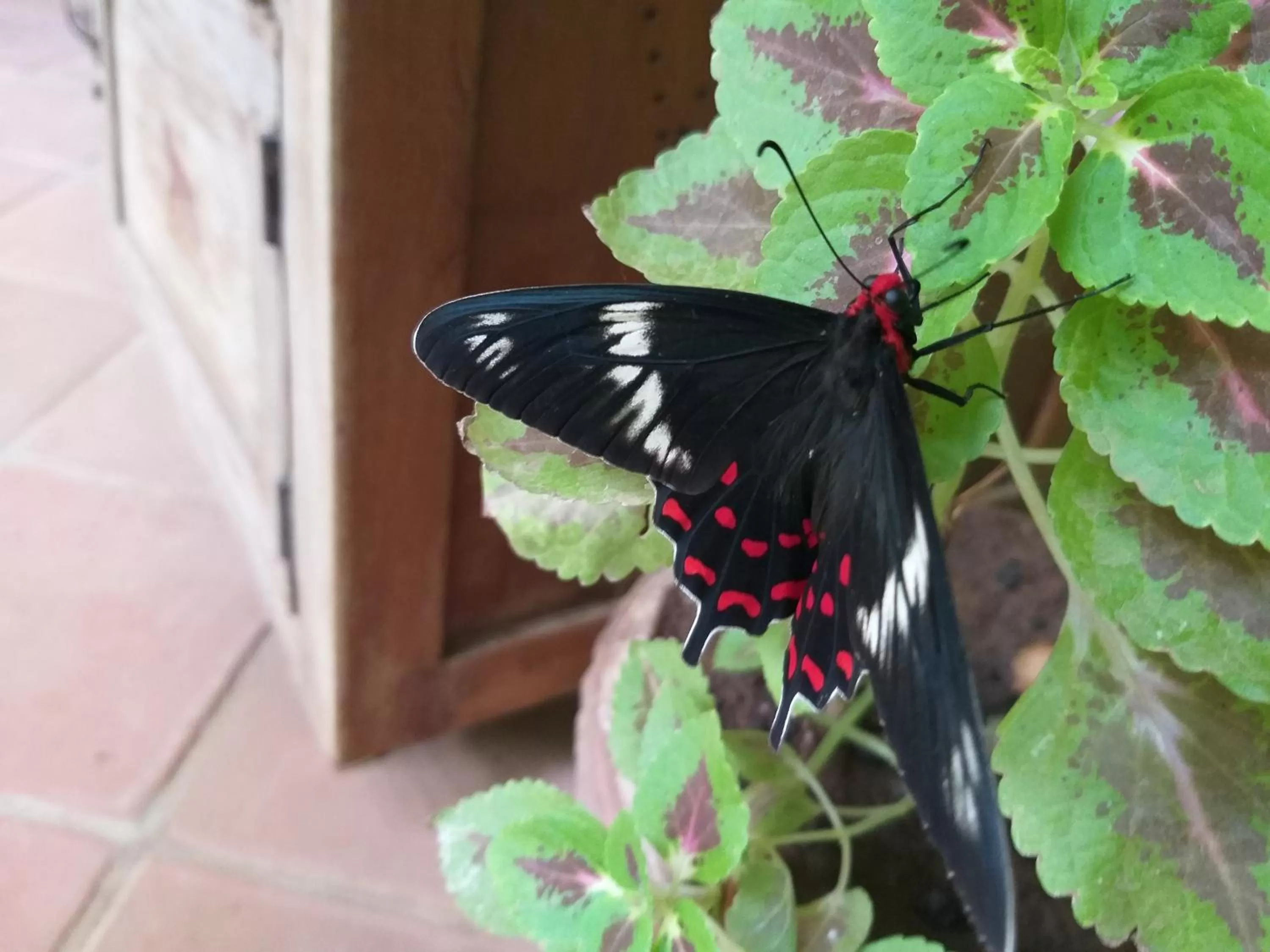 Garden in Green's Guest House