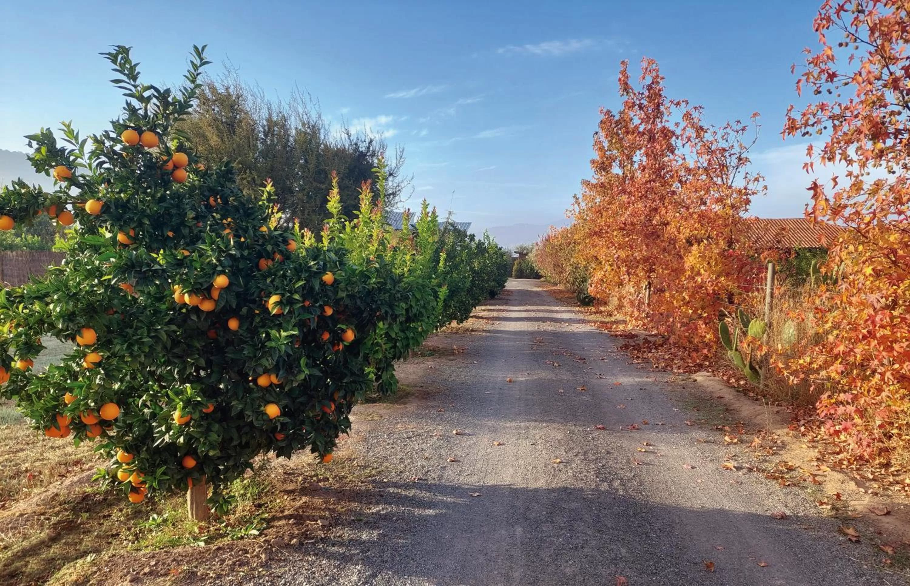 Natural landscape in Callihue Lodge