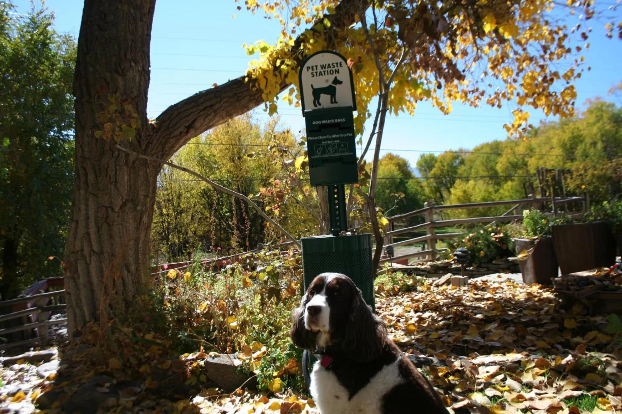 Animals in Inn on La Loma Plaza