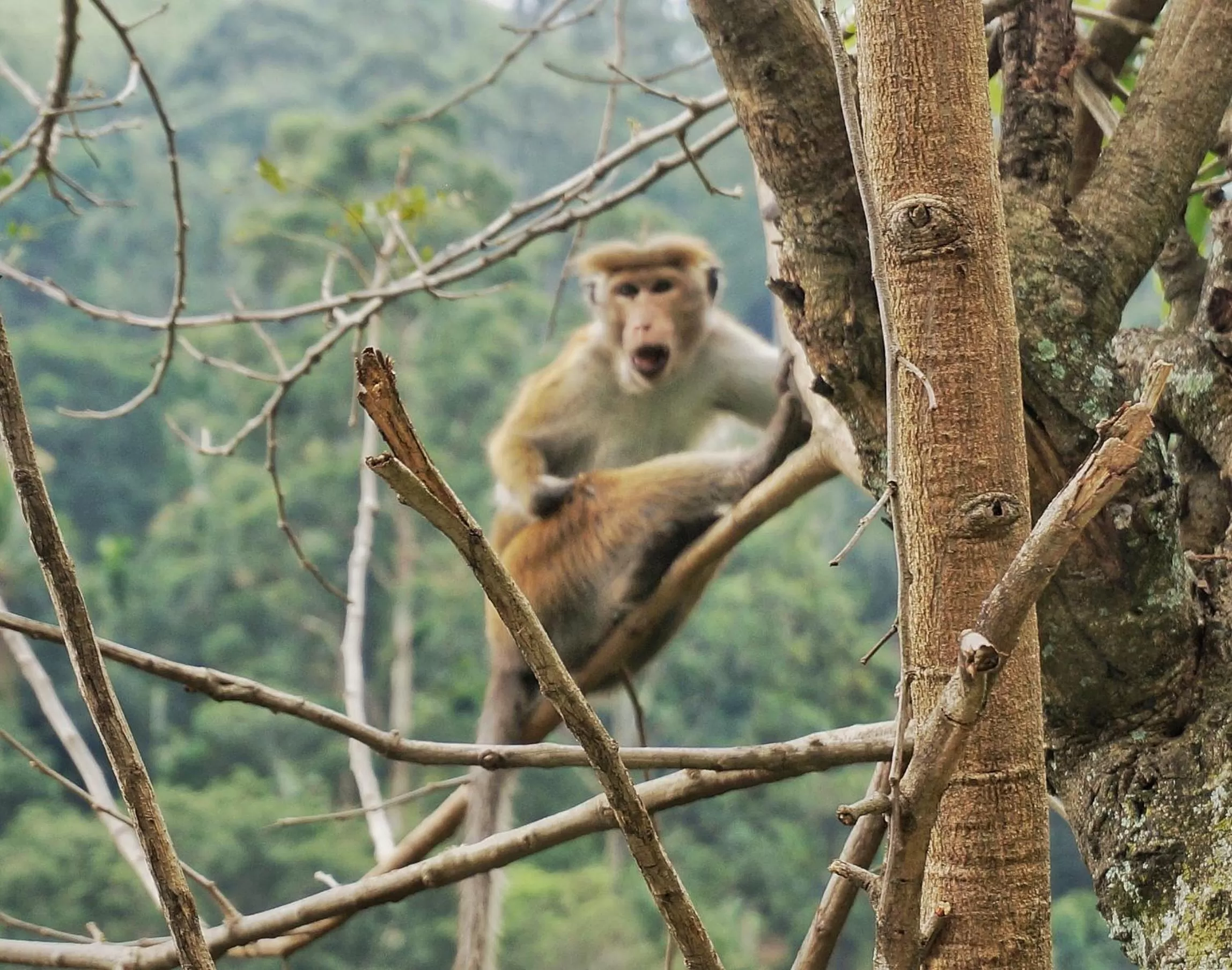 Other Animals in Ella Lucky Panoramic