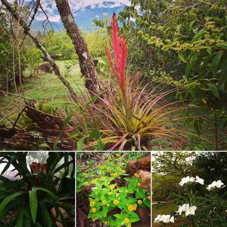 Day, Garden in Posada Finca San Vicente B&B