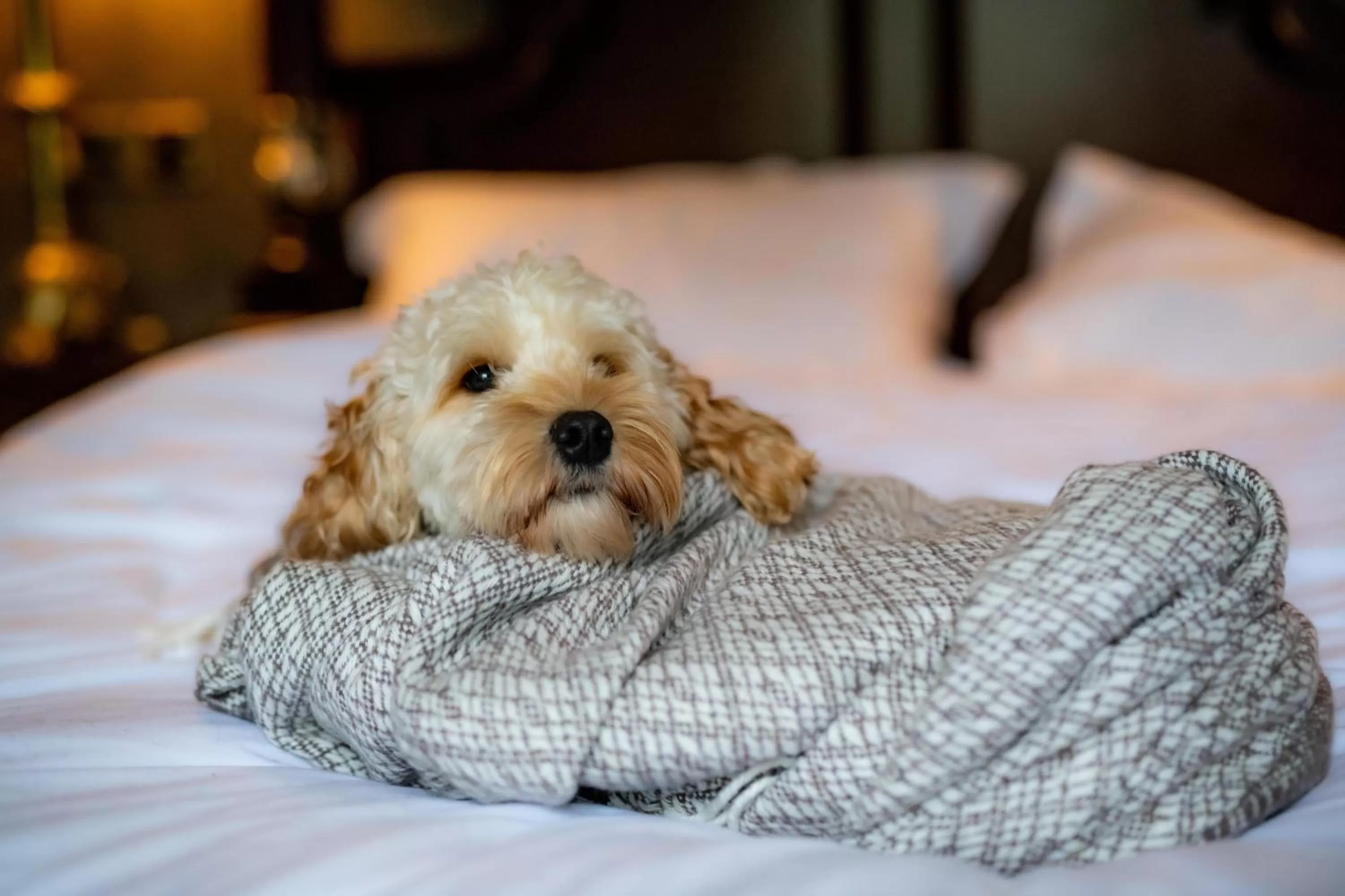 Pets in Melville Castle Hotel