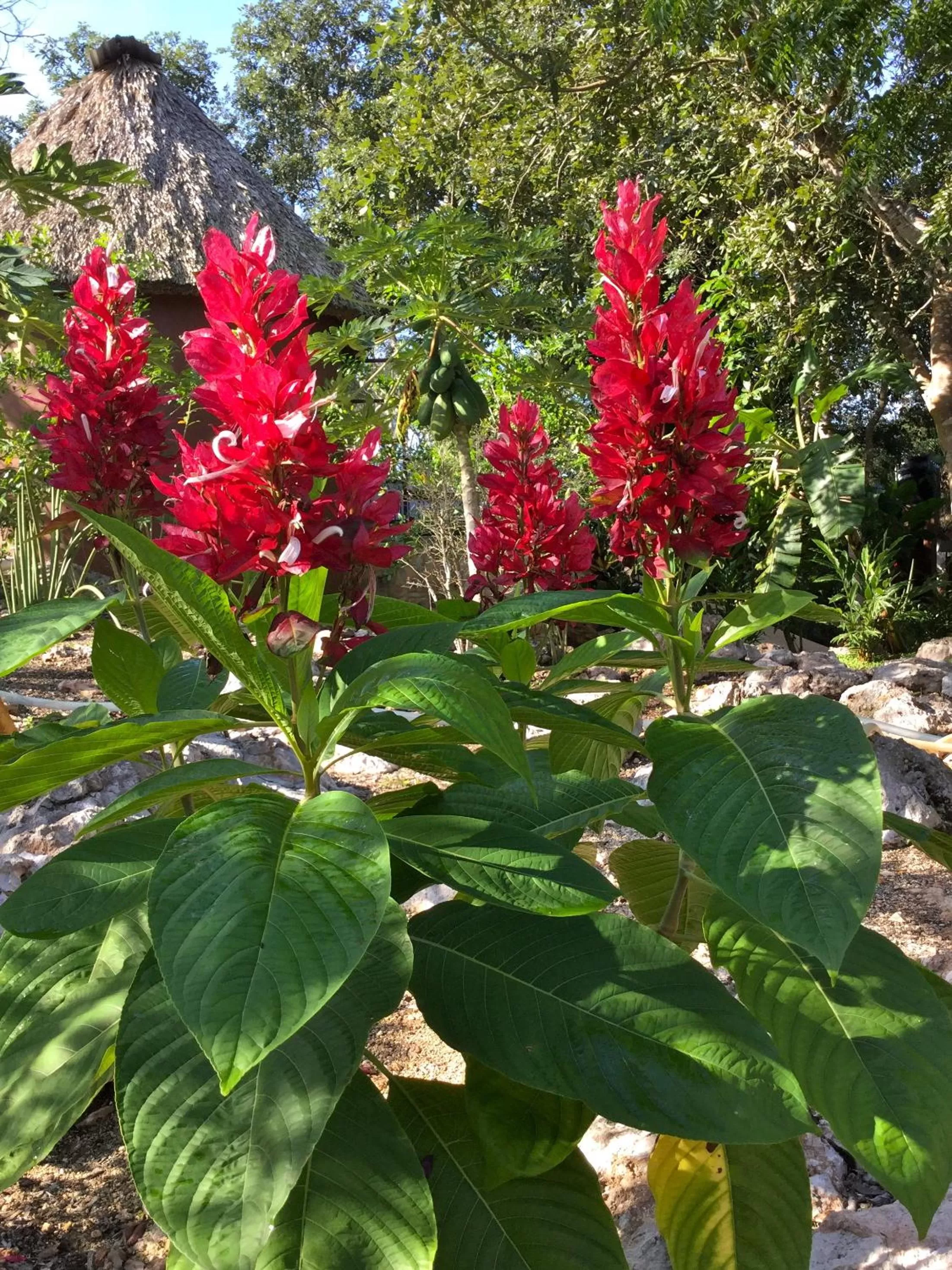 Garden in The Pickled Onion Eco-Boutique B&B