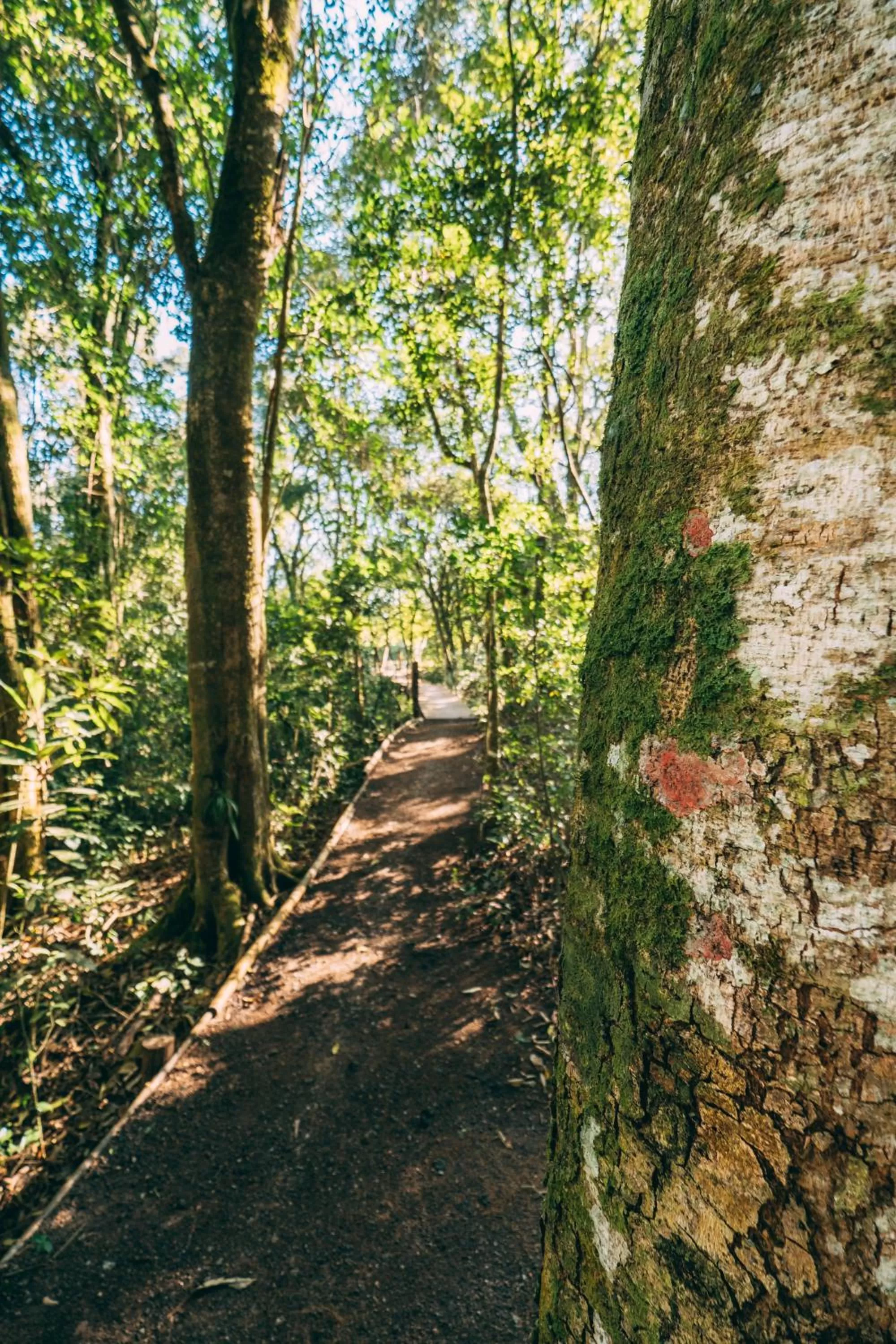 Natural landscape, Garden in Pousada Trem Chic